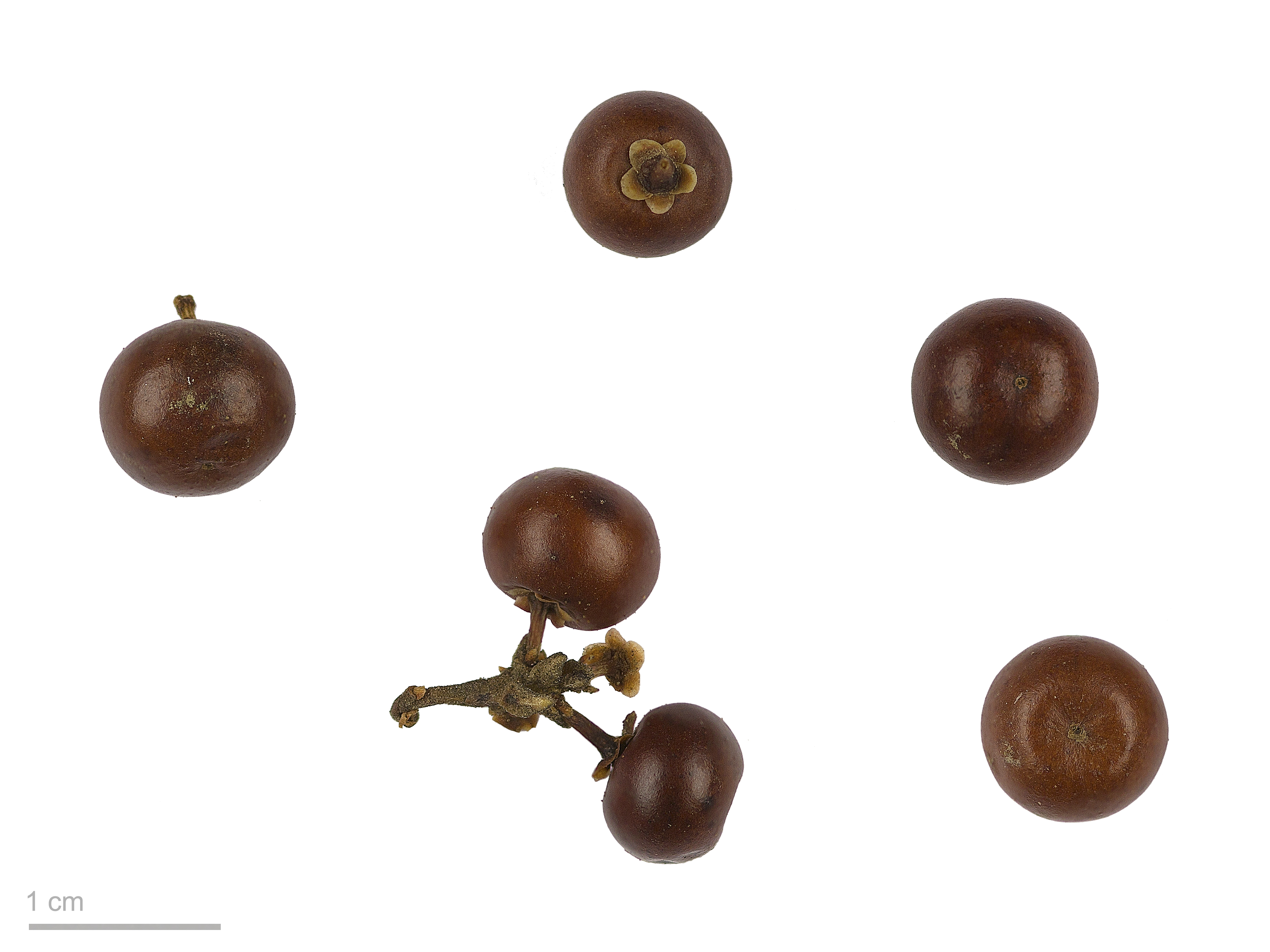 Arctostaphylos uva-ursi plant identification view