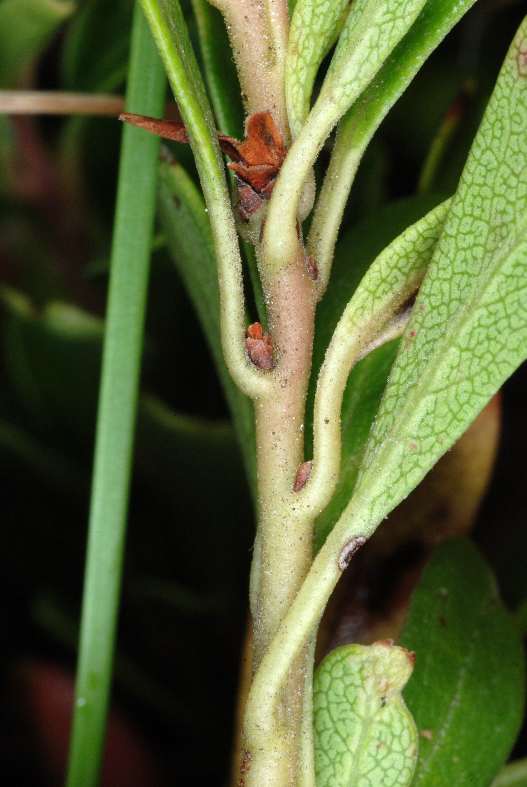 Arctostaphylos uva-ursi stem identification view