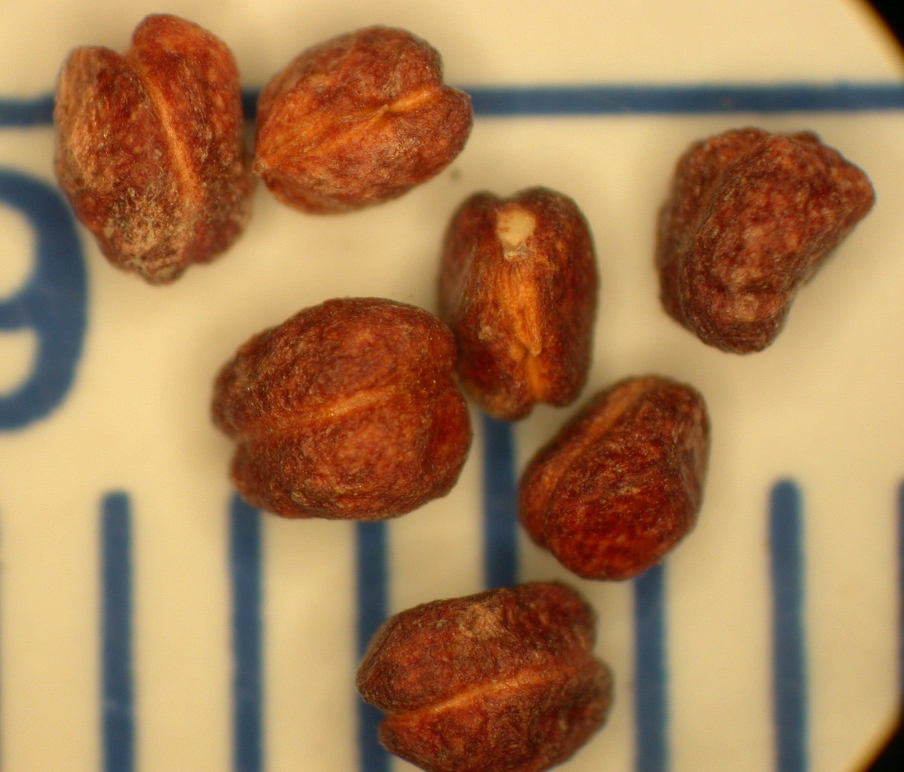 Argentina anserina fruit identification view