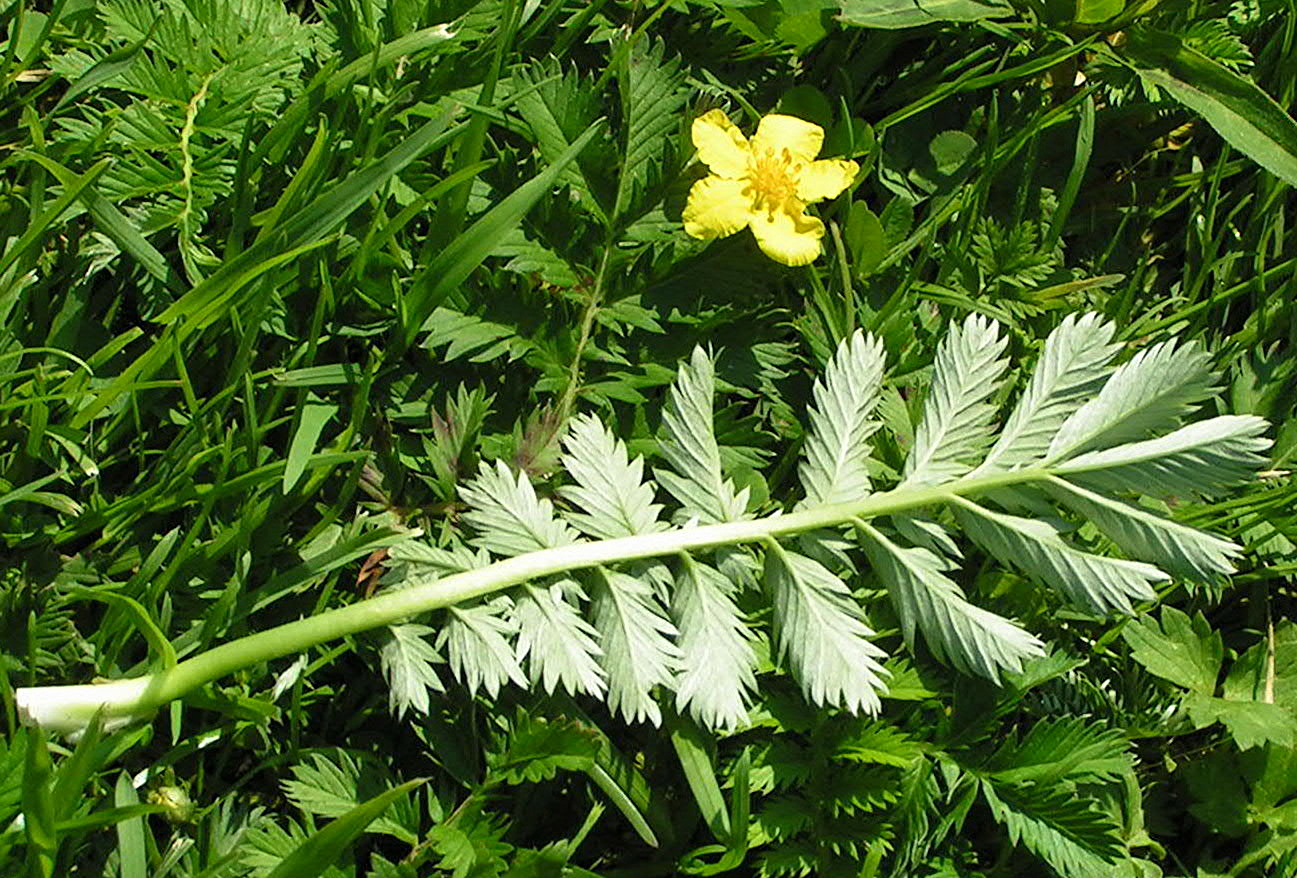 Argentina anserina leaf identification view