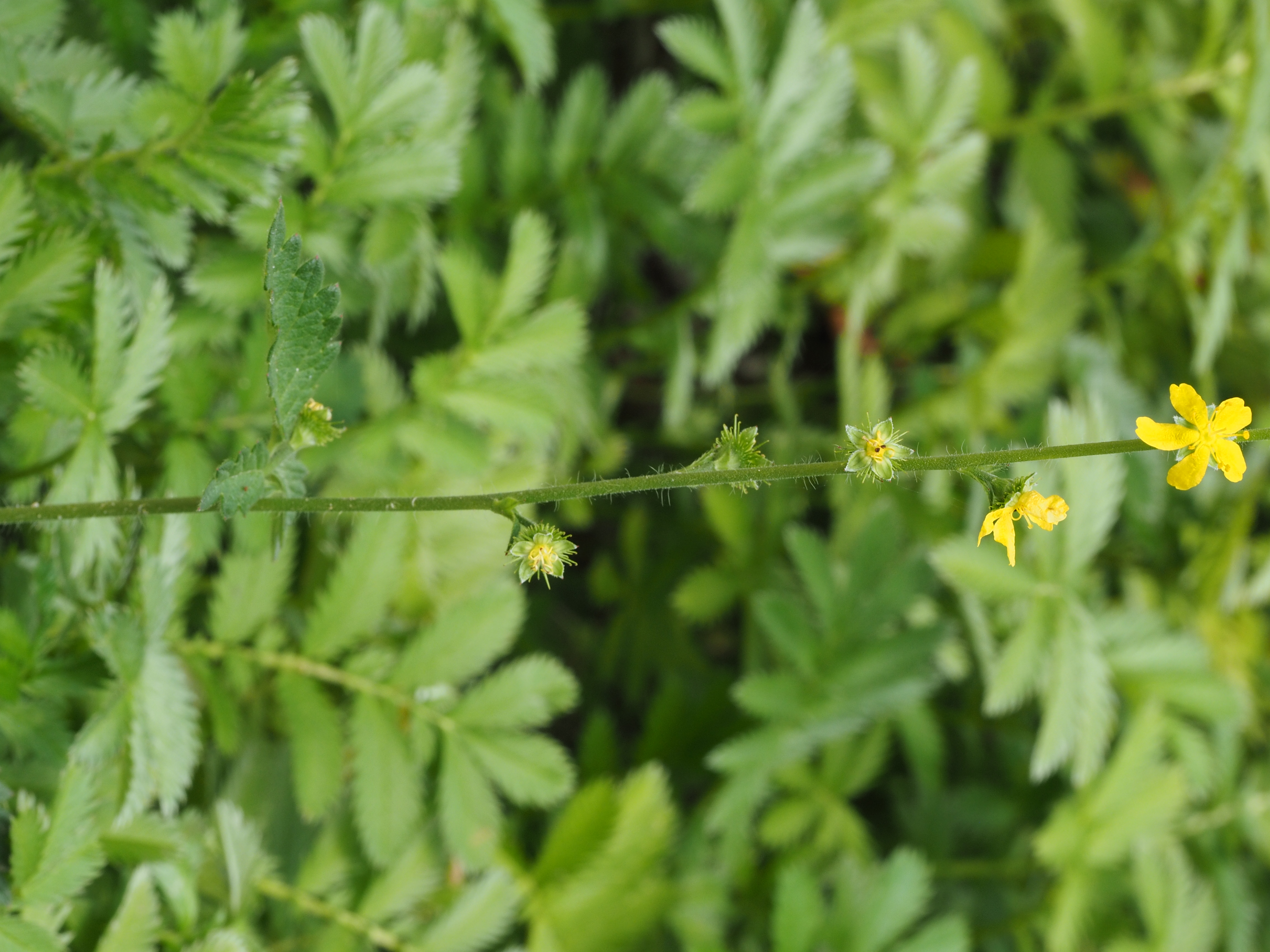 Argentina anserina stem identification view