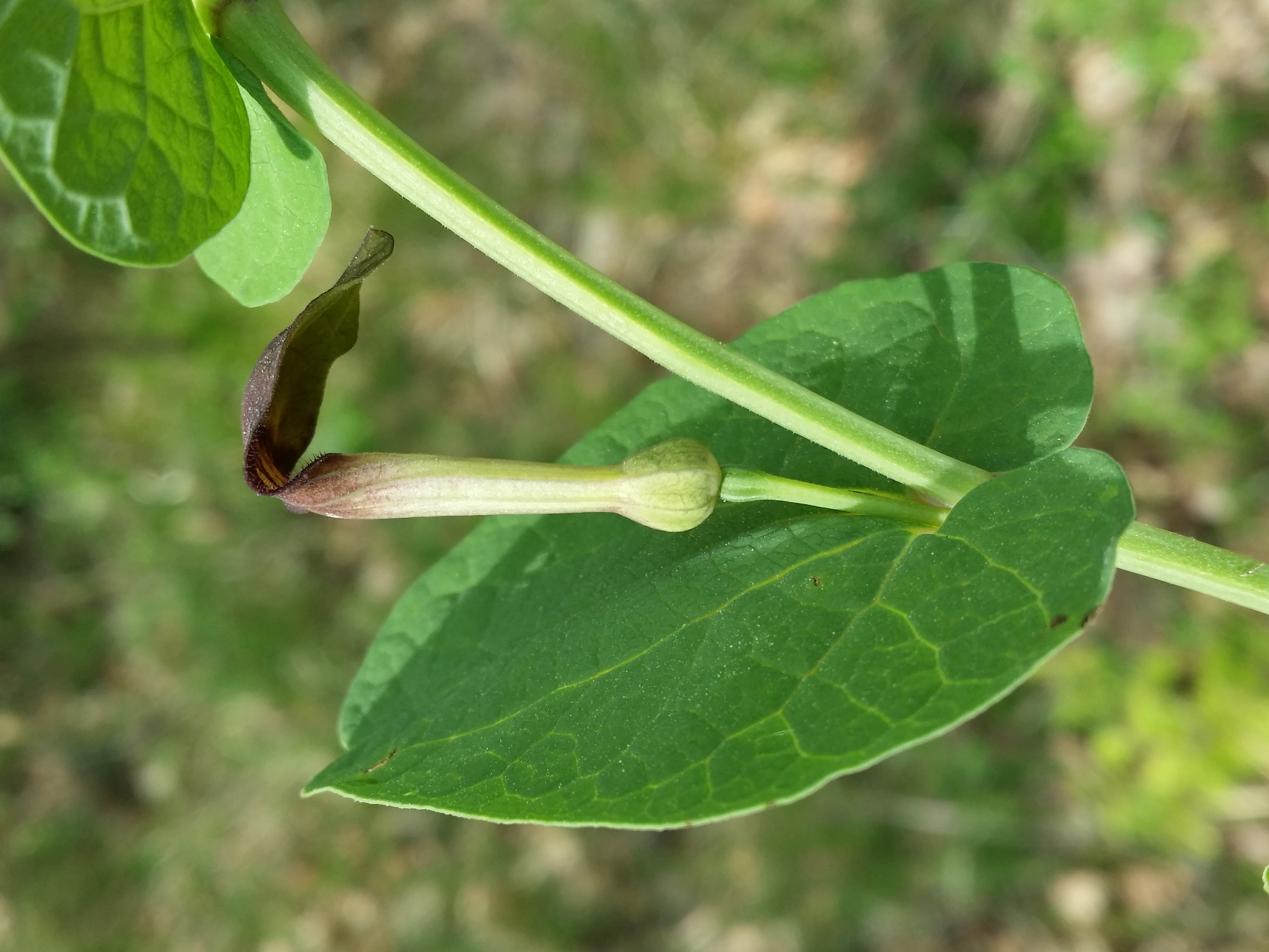 Aristolochia flower identification view