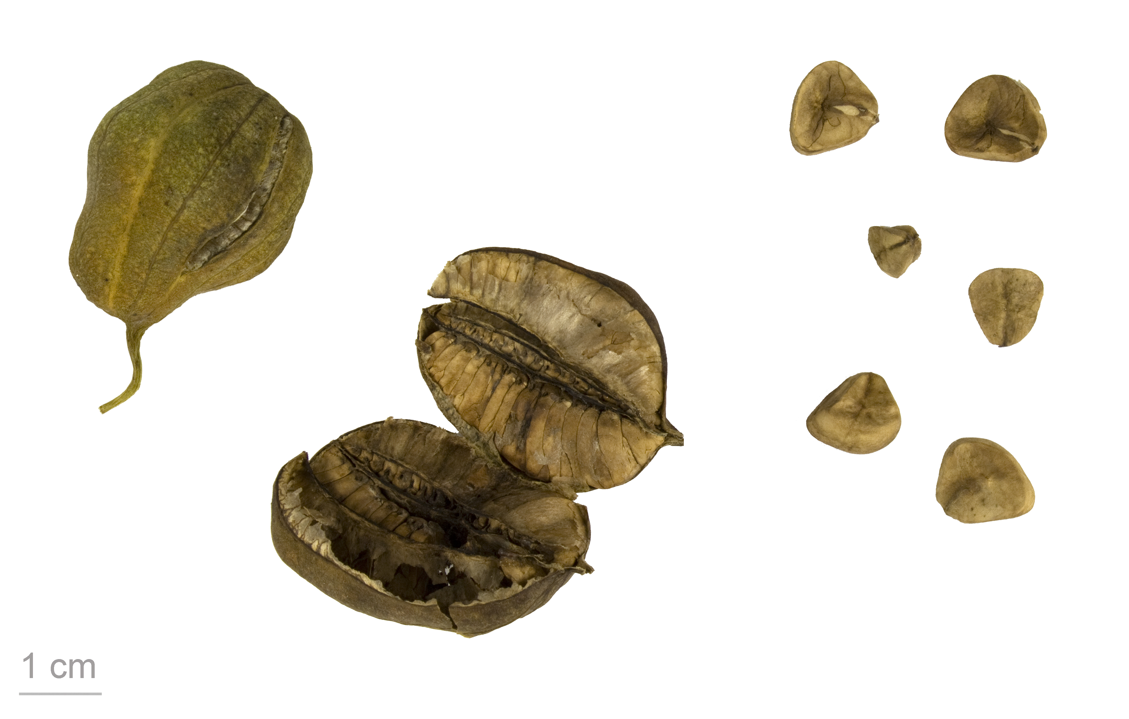 Aristolochia fruit identification view