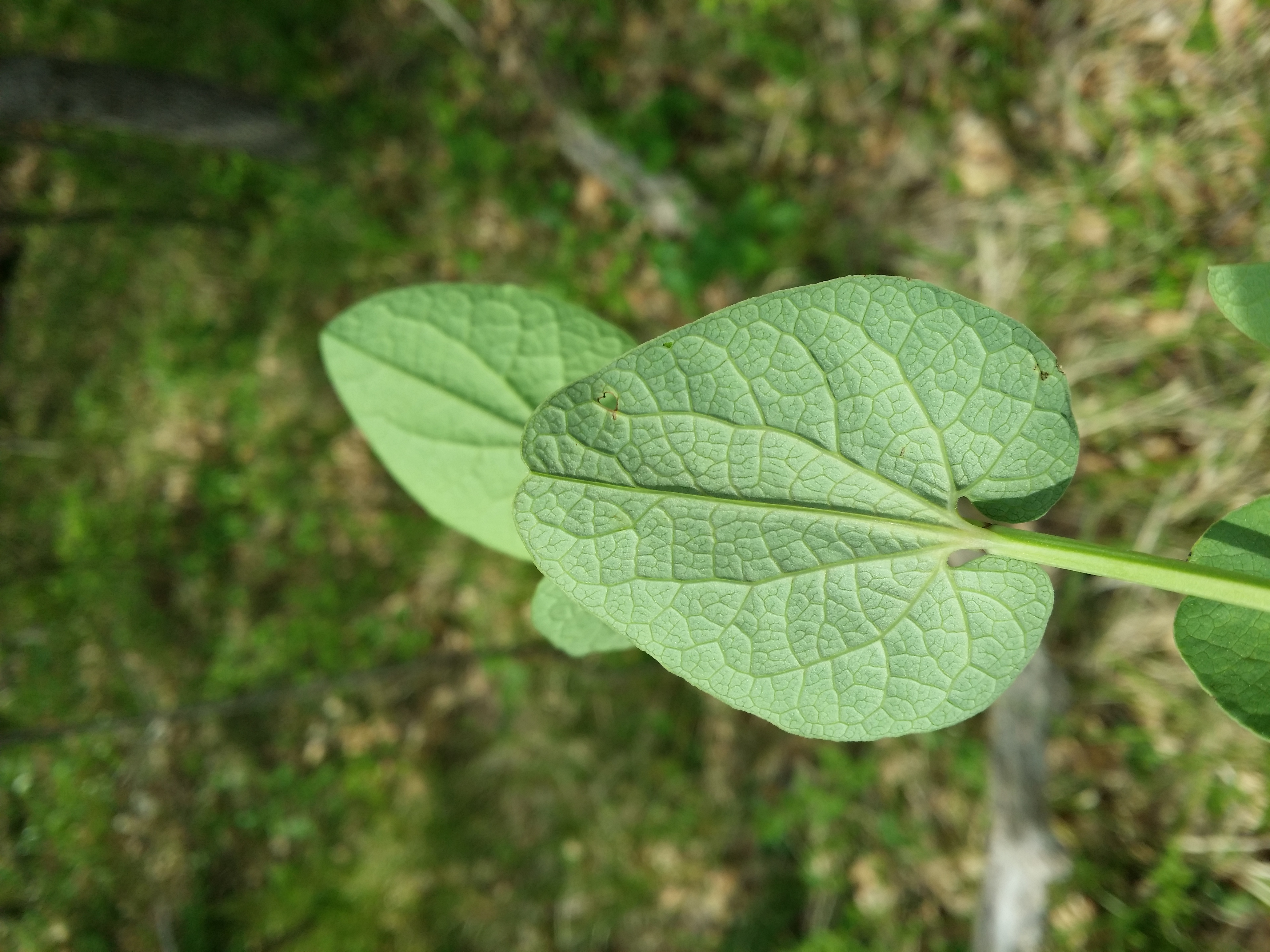 Aristolochia leaf identification view