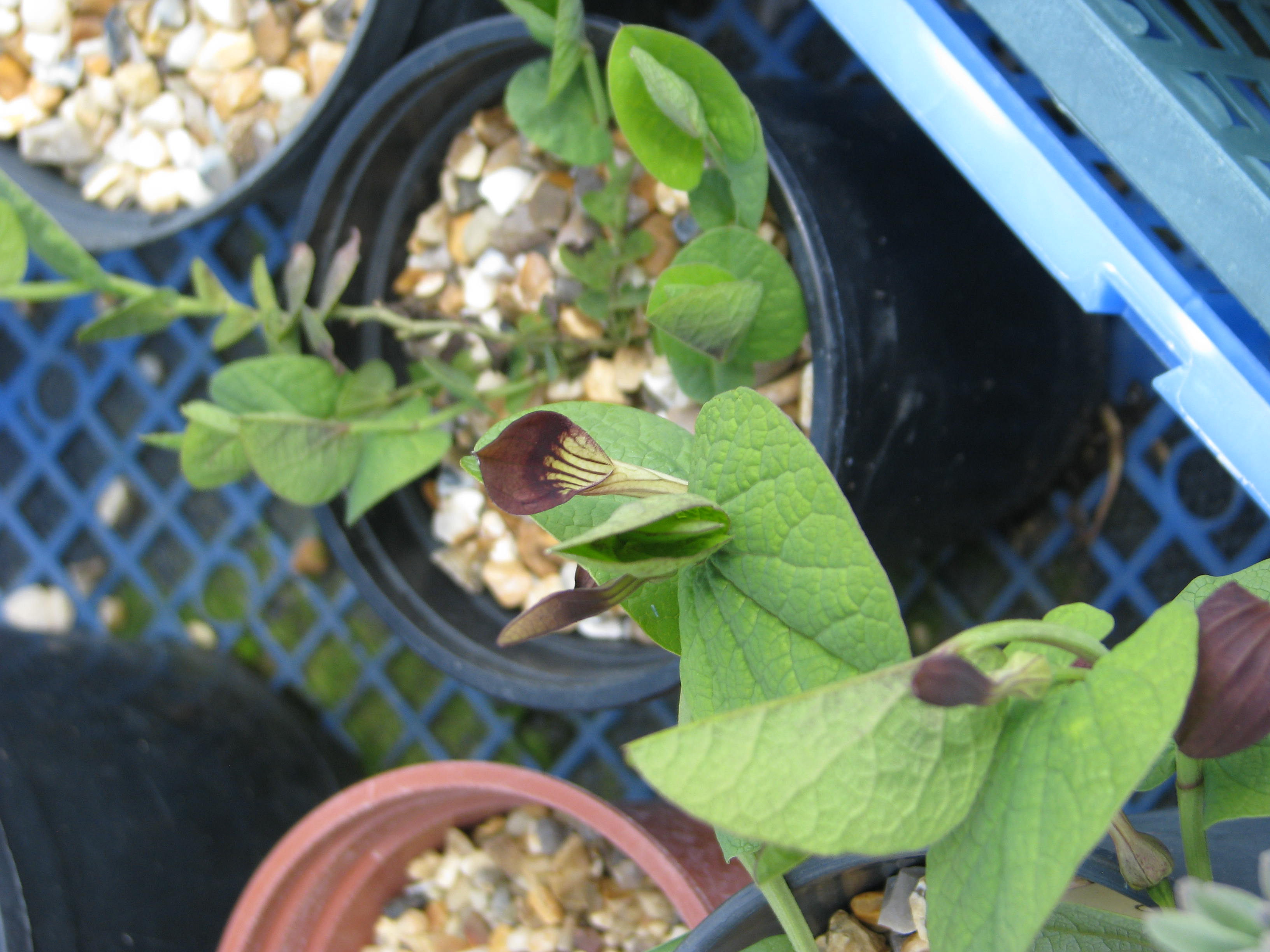 Aristolochia plant identification view