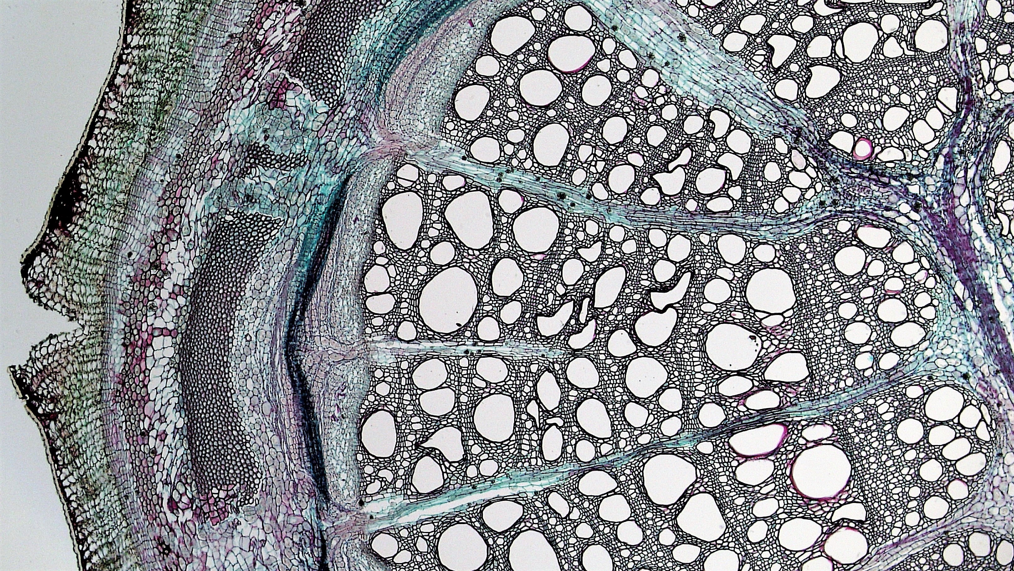 Aristolochia stem identification view