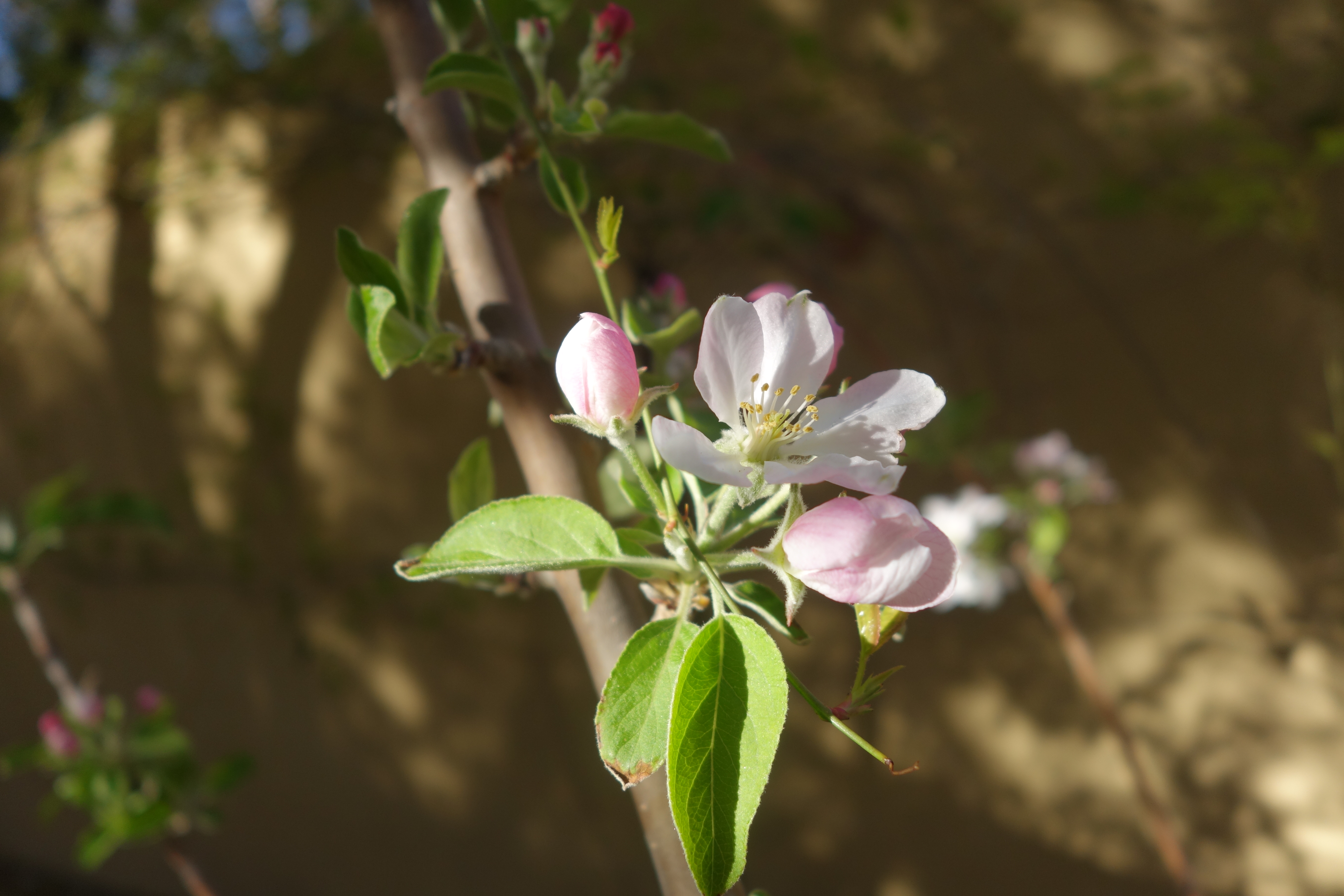 Freedom Apple flower identification view
