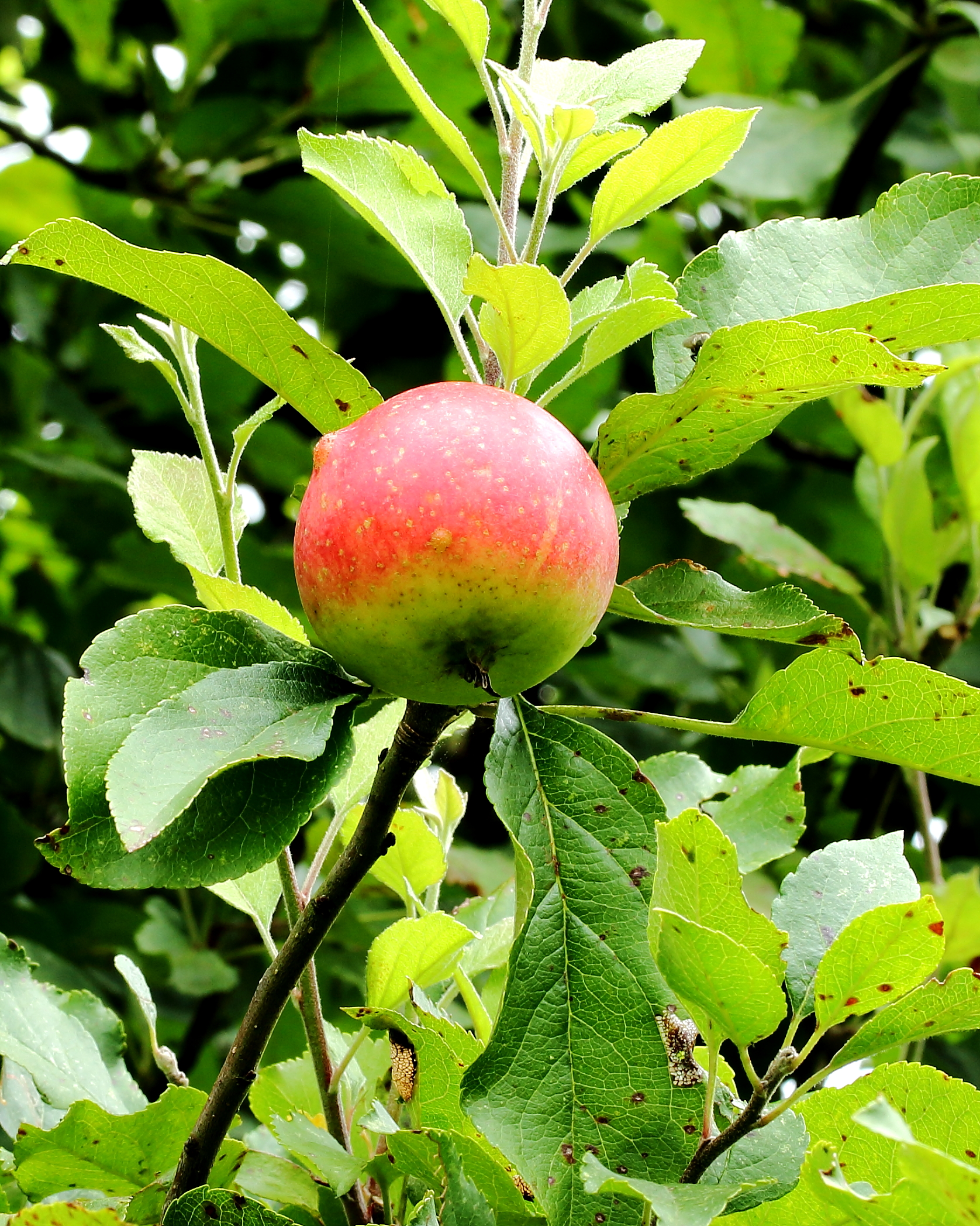 Freedom Apple fruit identification view