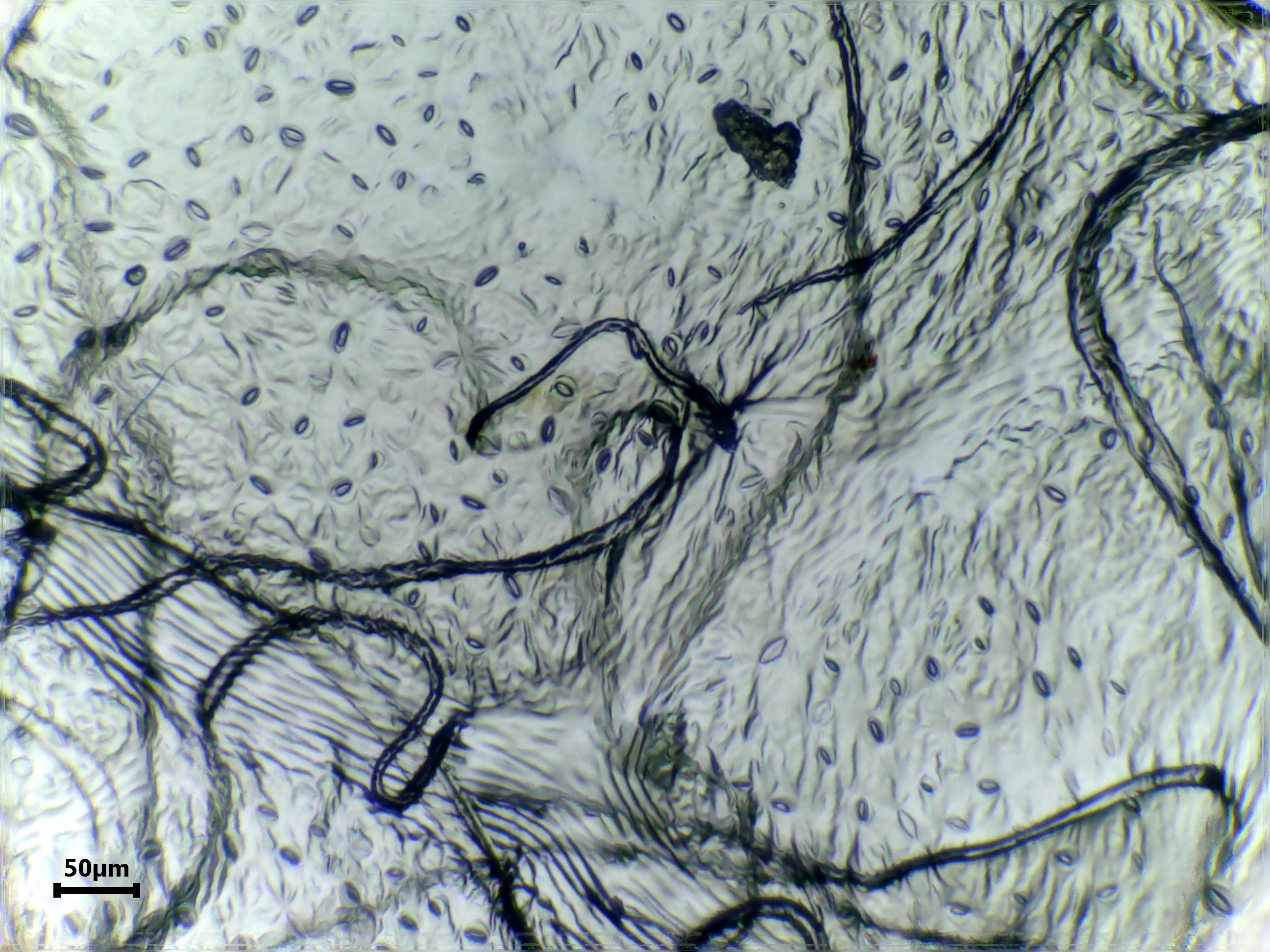 Freedom Apple leaf identification view