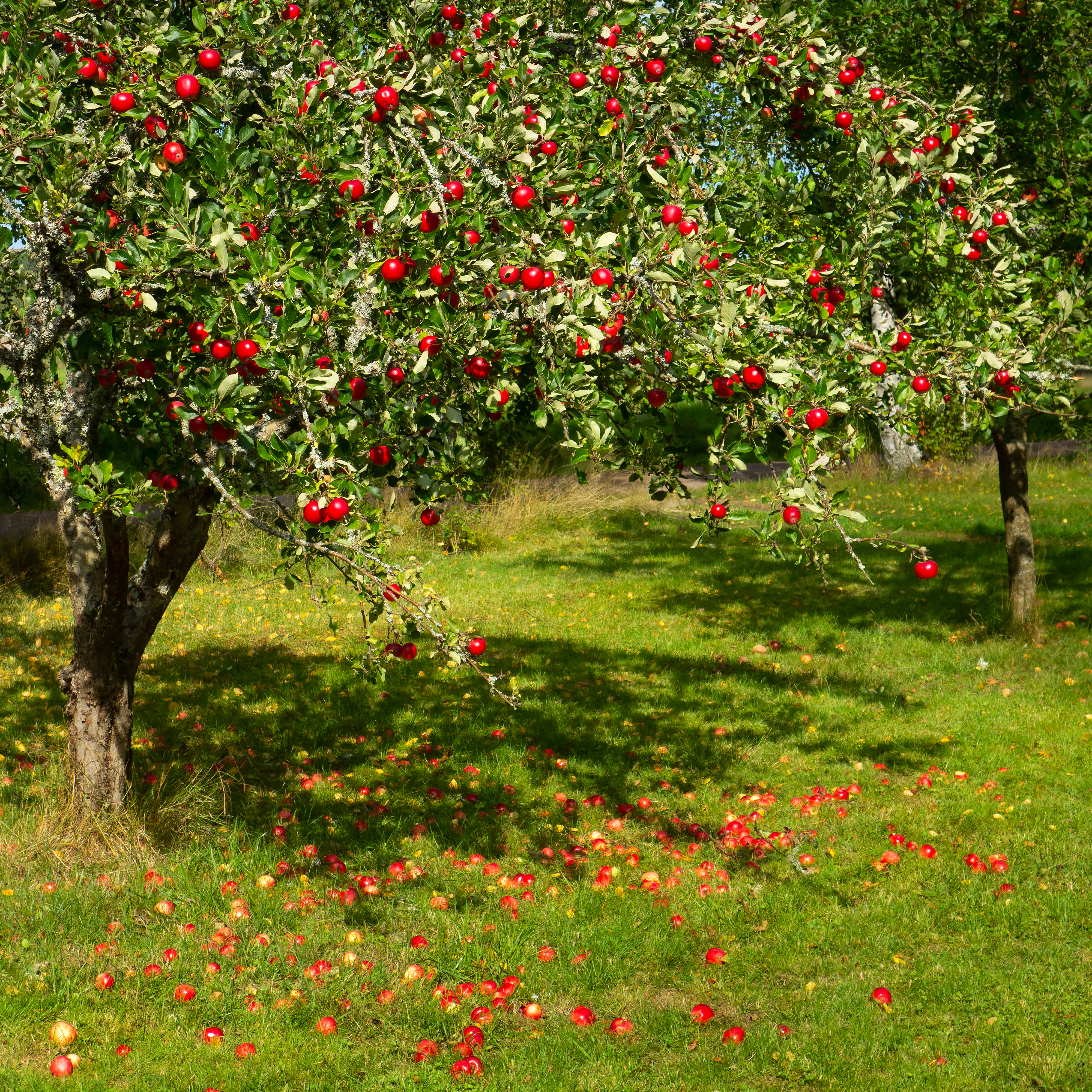 Freedom Apple plant identification view