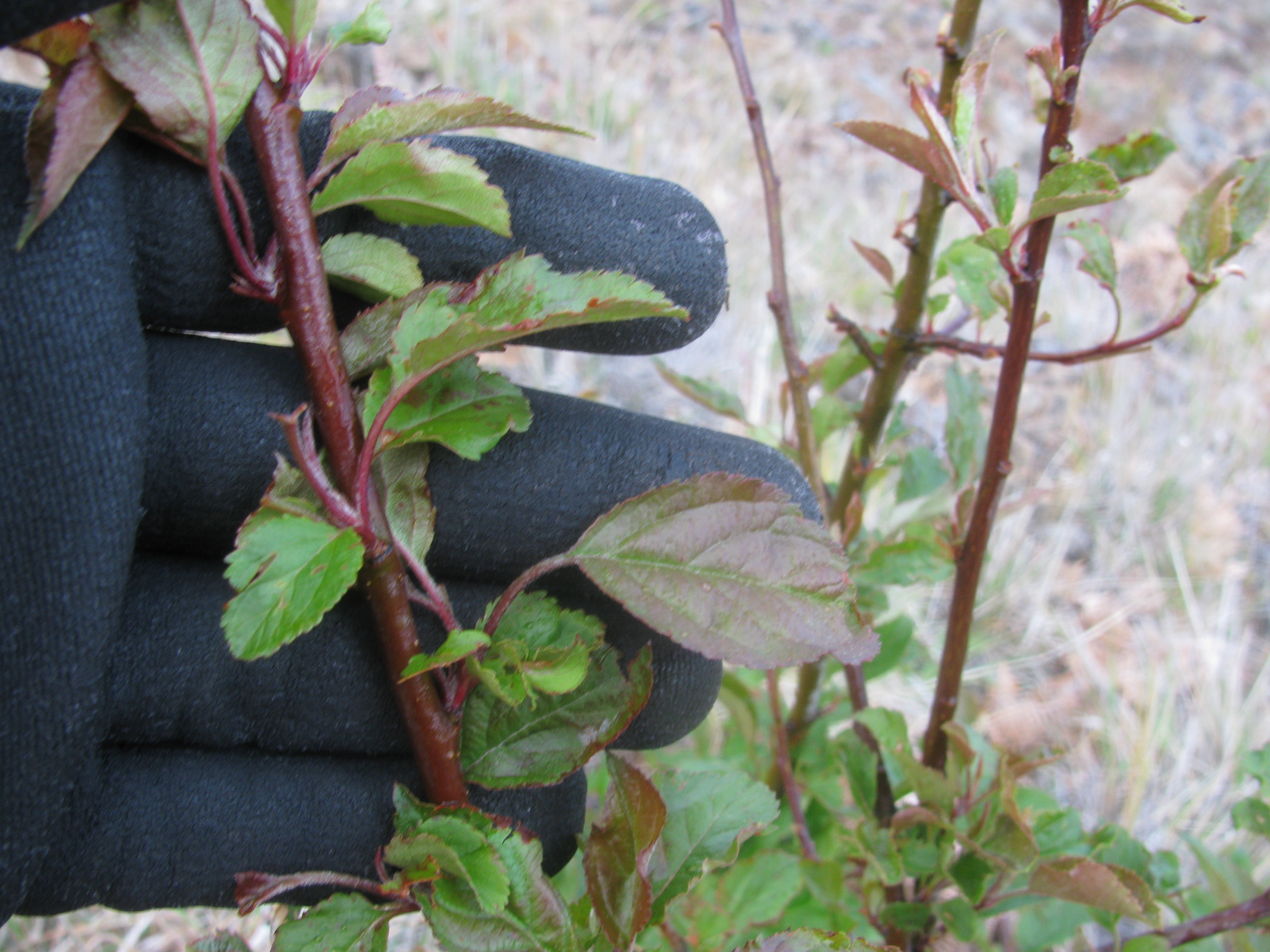 Freedom Apple stem identification view