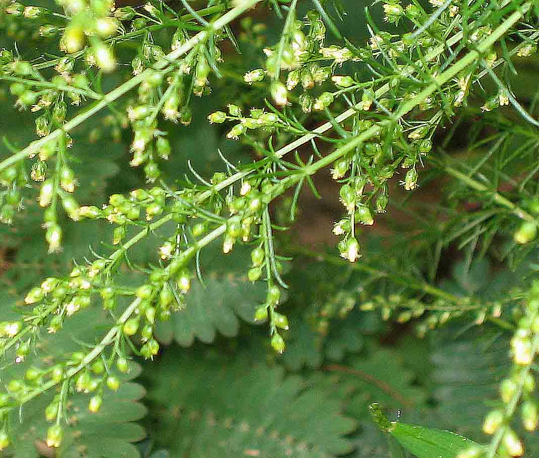 Artemisia capillaris flower identification view
