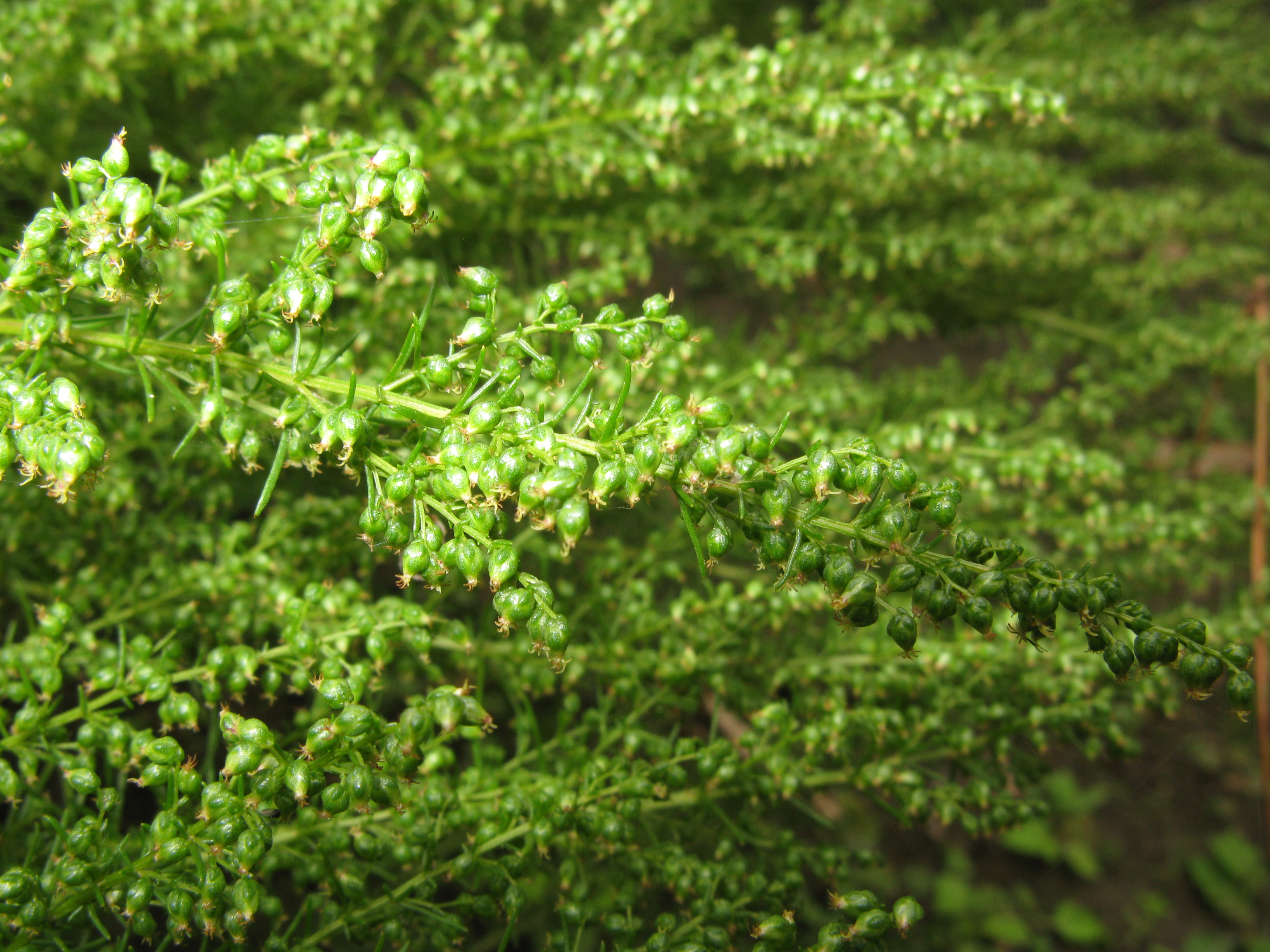 Artemisia capillaris fruit identification view