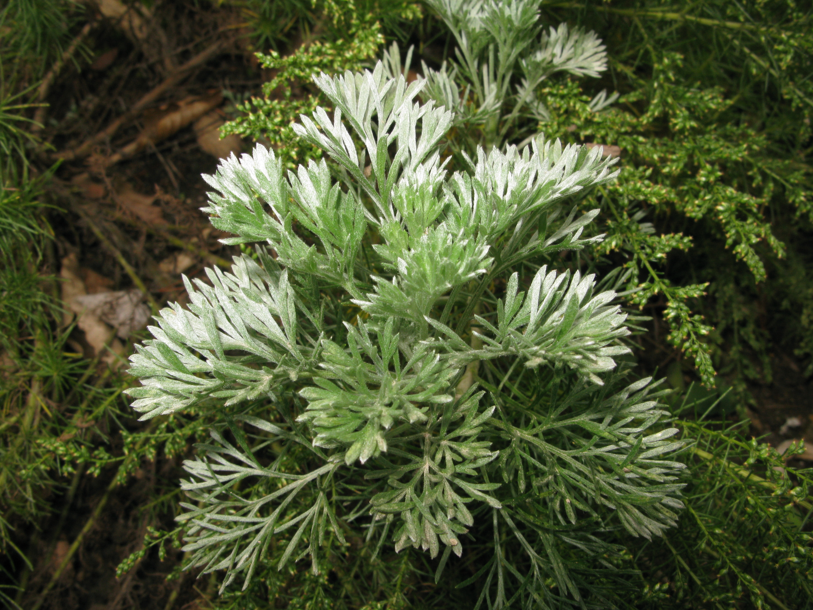 Artemisia capillaris stem identification view