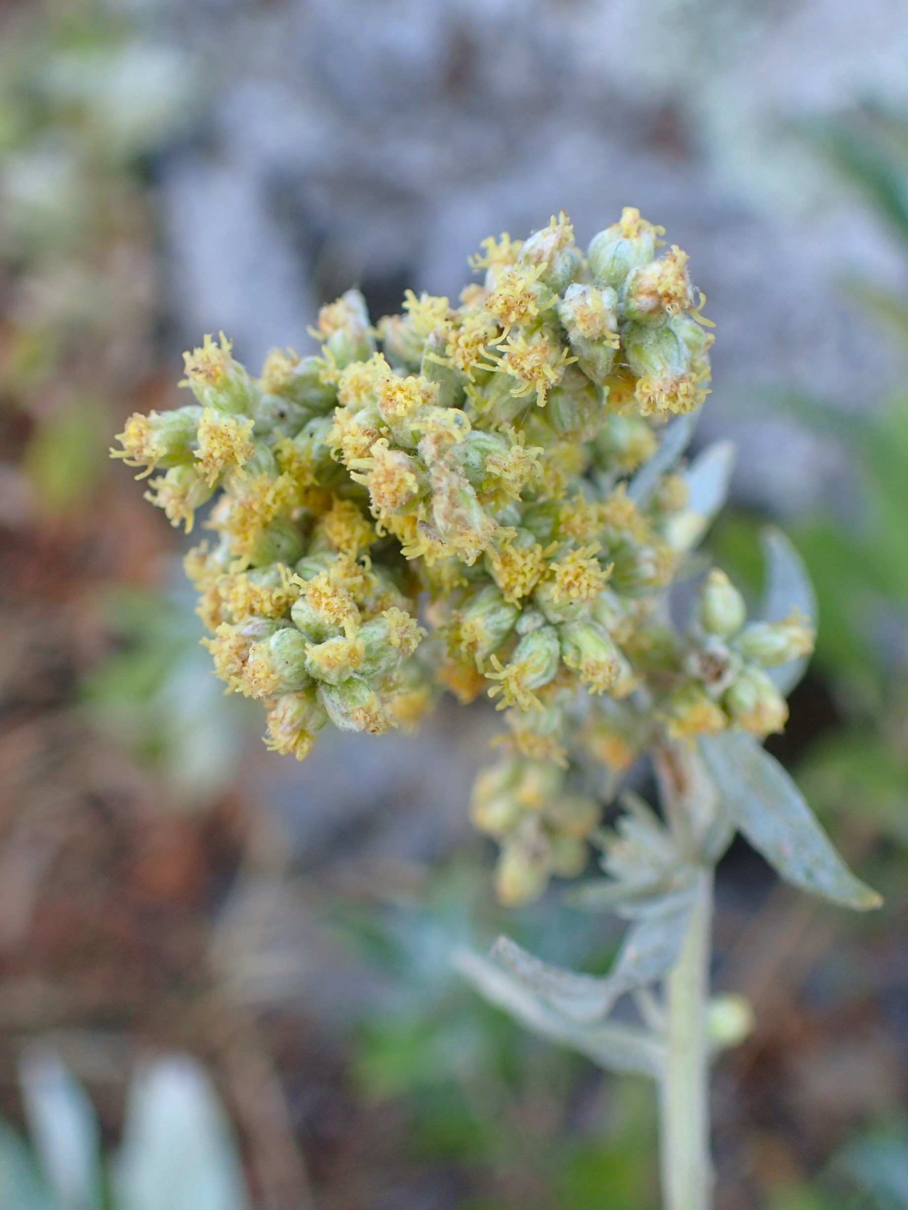 Artemisia douglasiana flower identification view