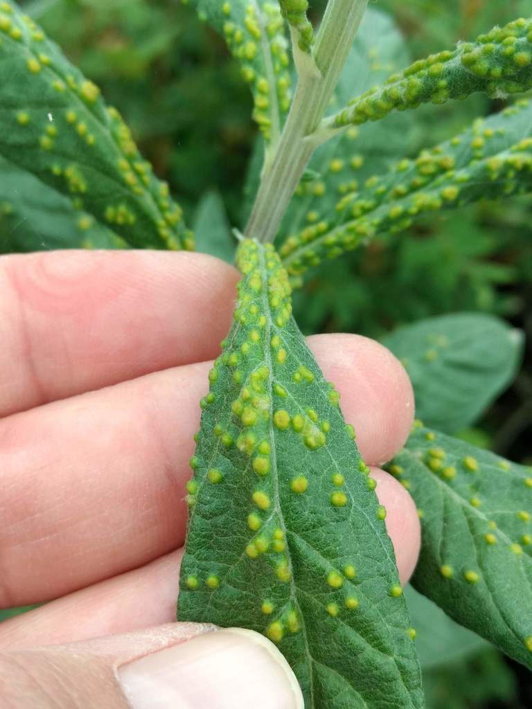 Artemisia douglasiana leaf identification view