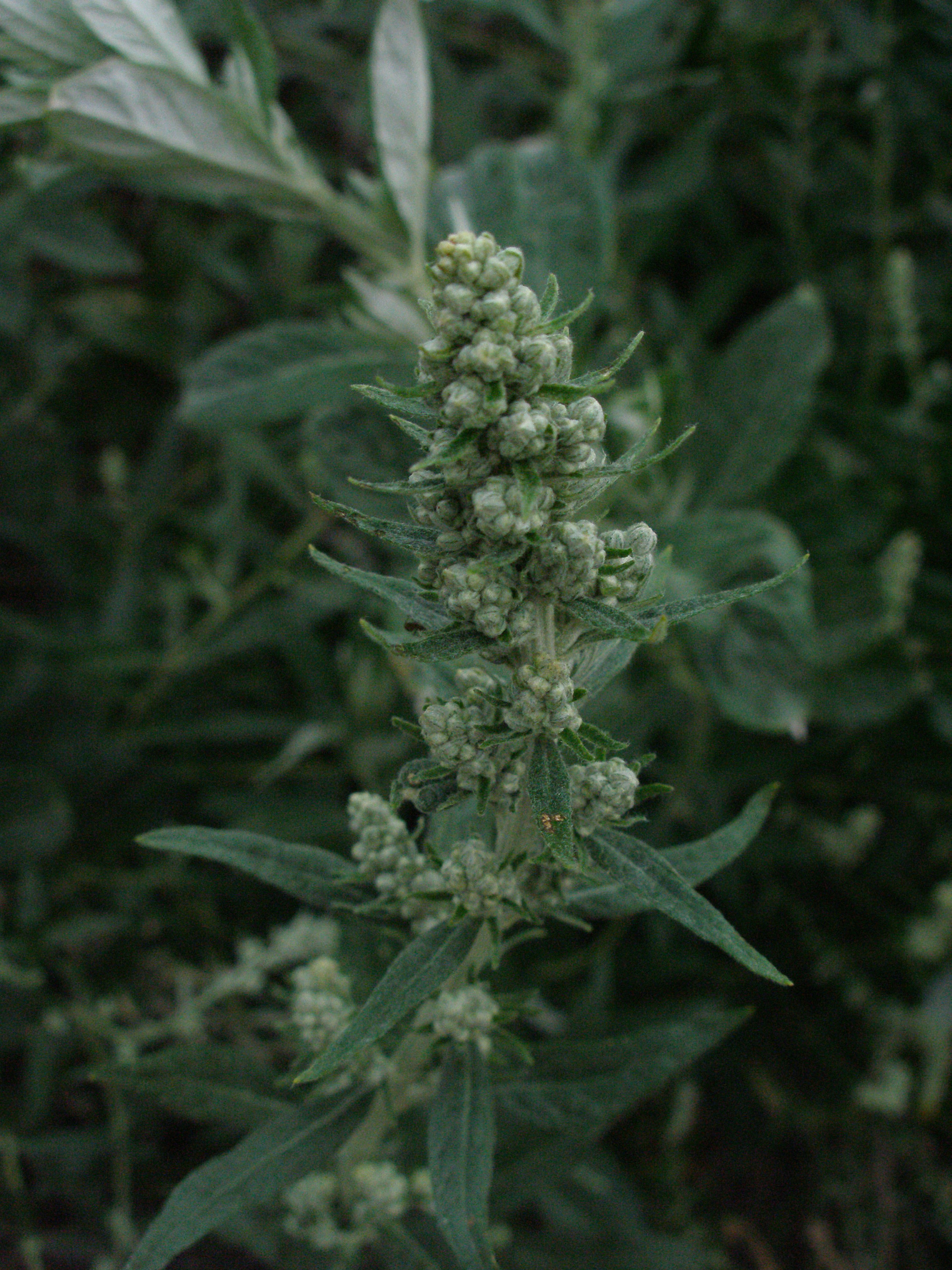 Artemisia douglasiana plant identification view