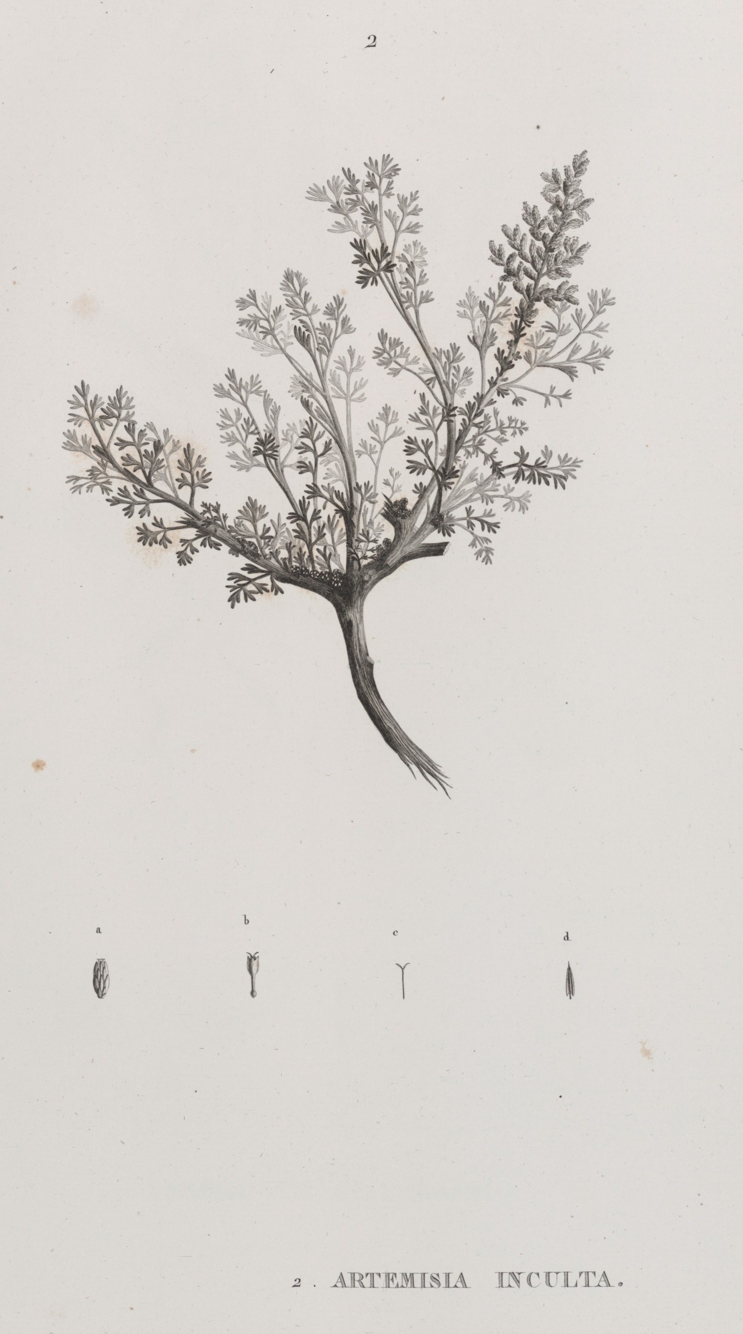 Artemisia inculta flower identification view