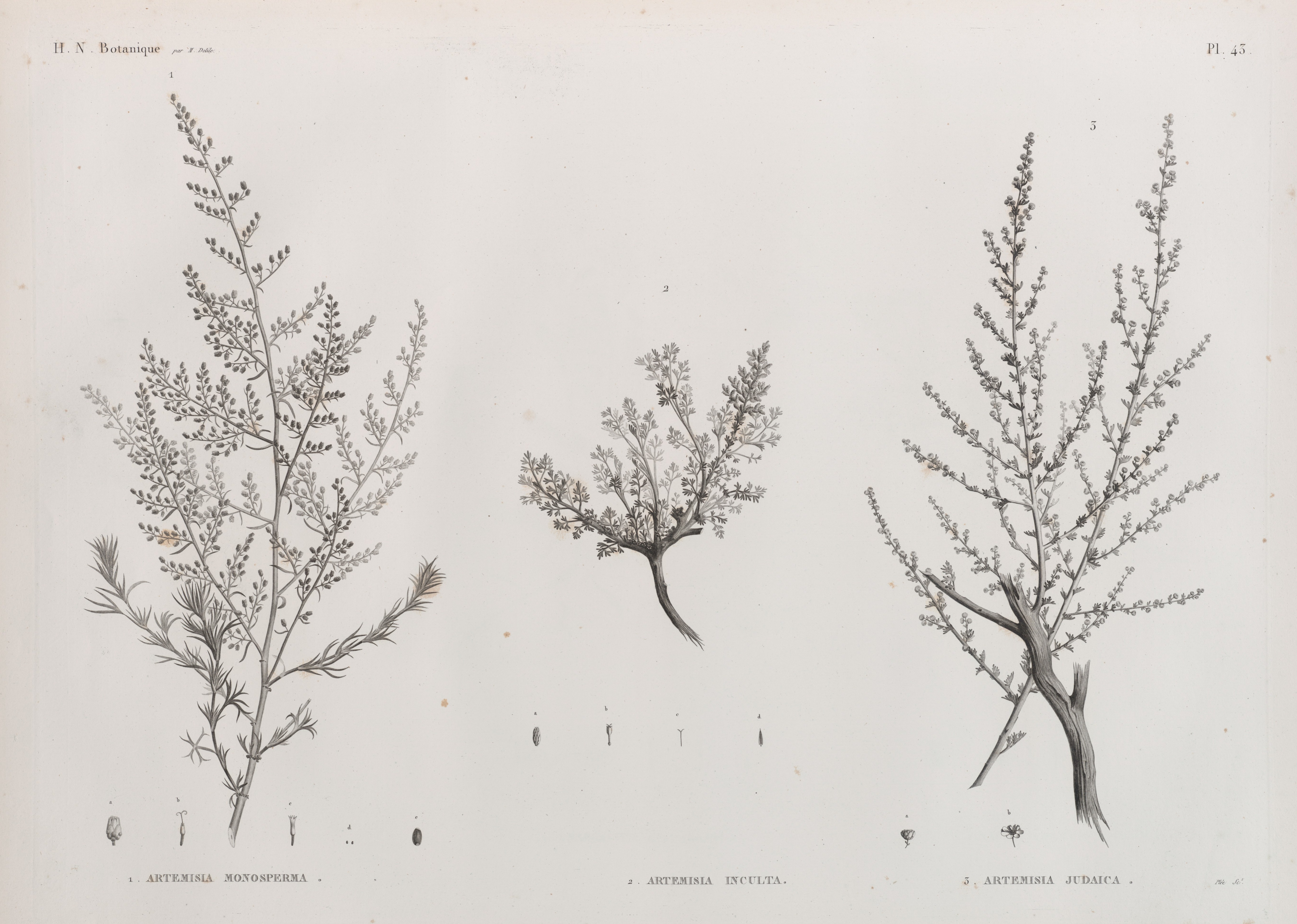 Artemisia inculta plant identification view