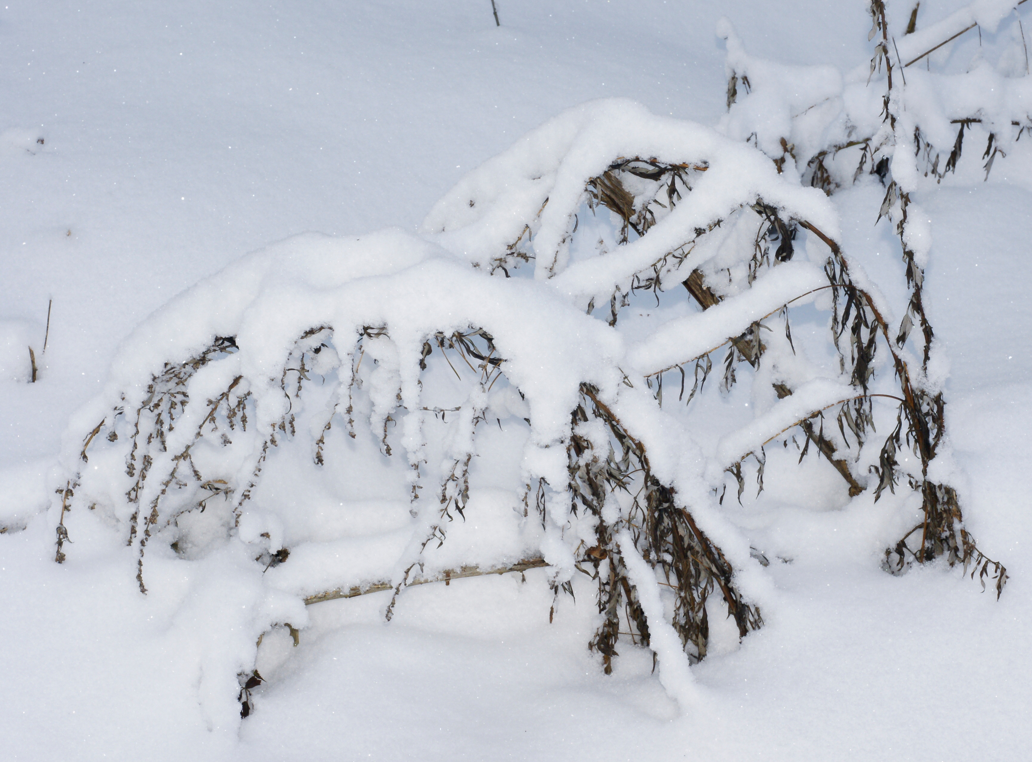 Artemisia (plant) flower identification view