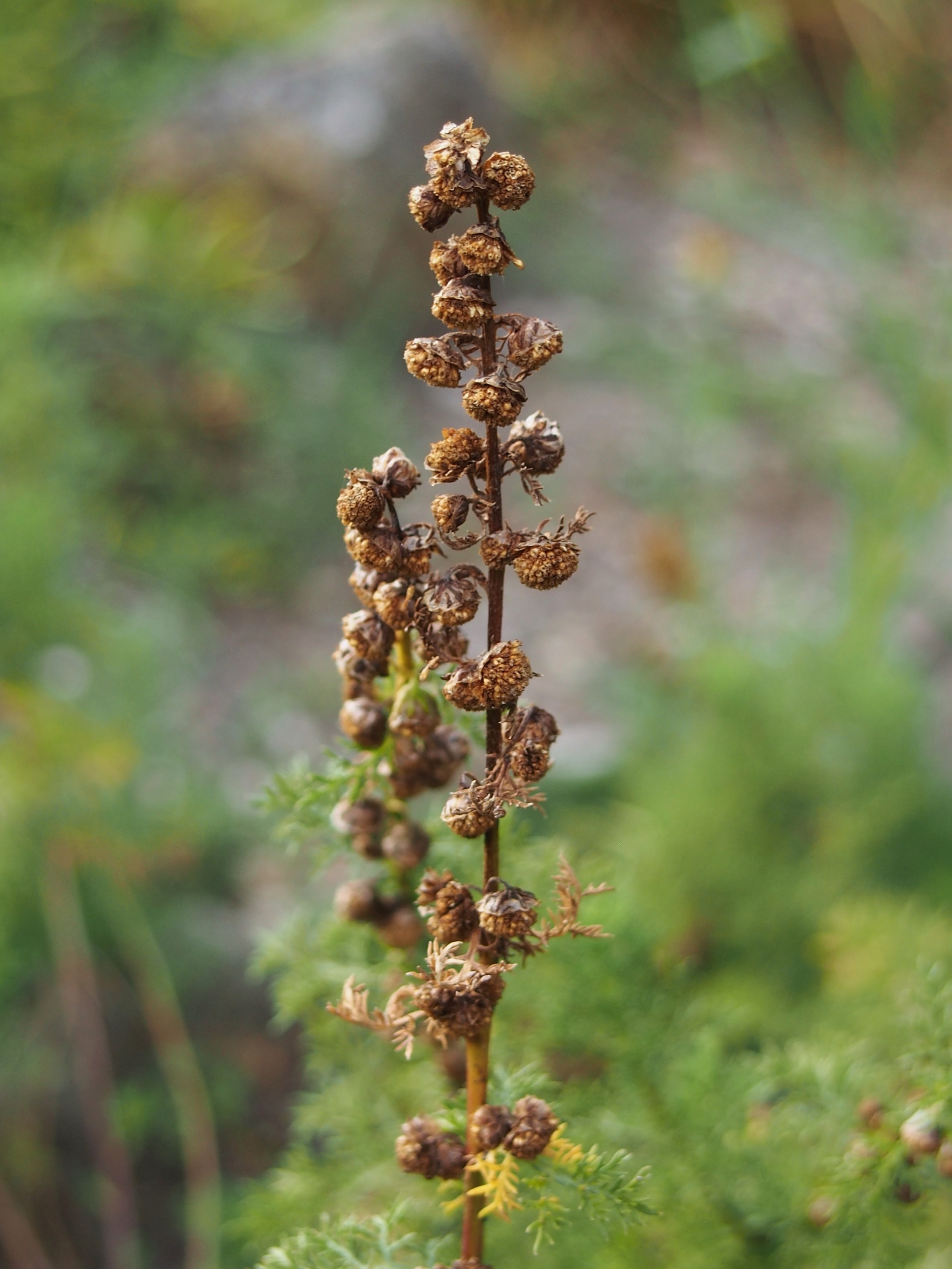 Artemisia (plant) fruit identification view