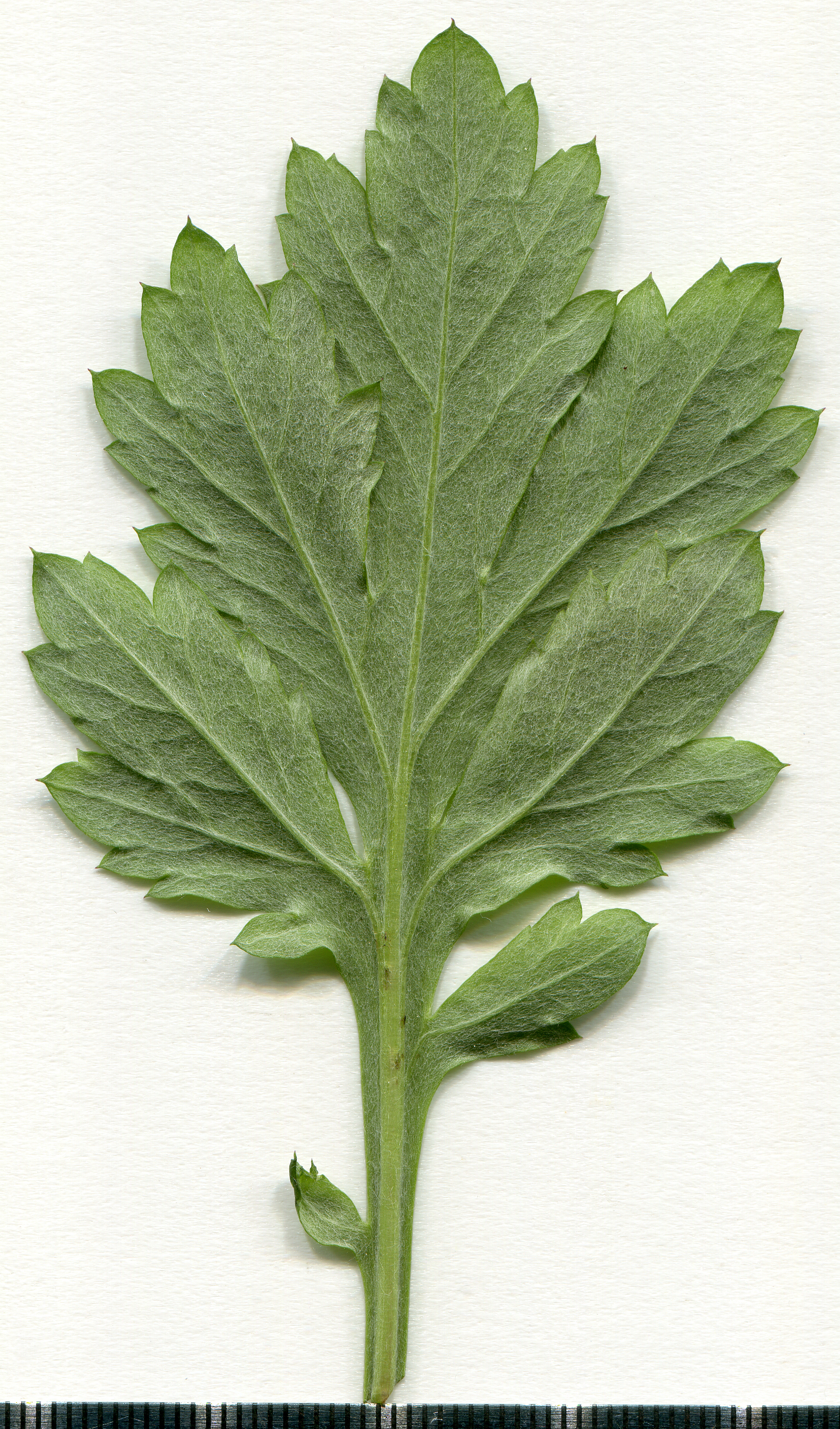 Artemisia (plant) leaf identification view
