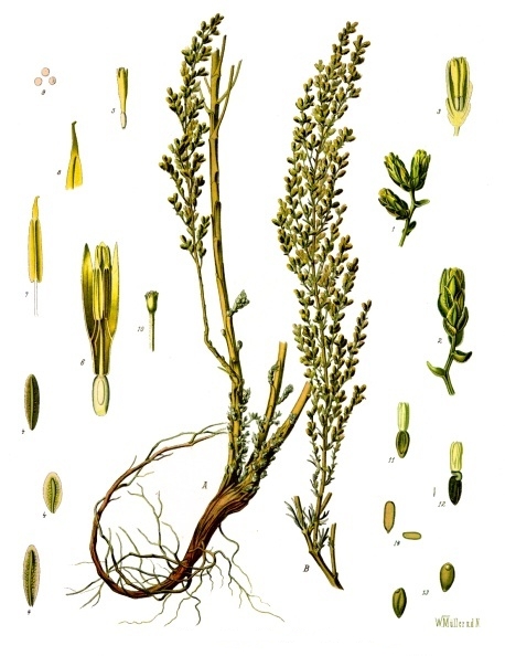 Artemisia (plant) plant identification view