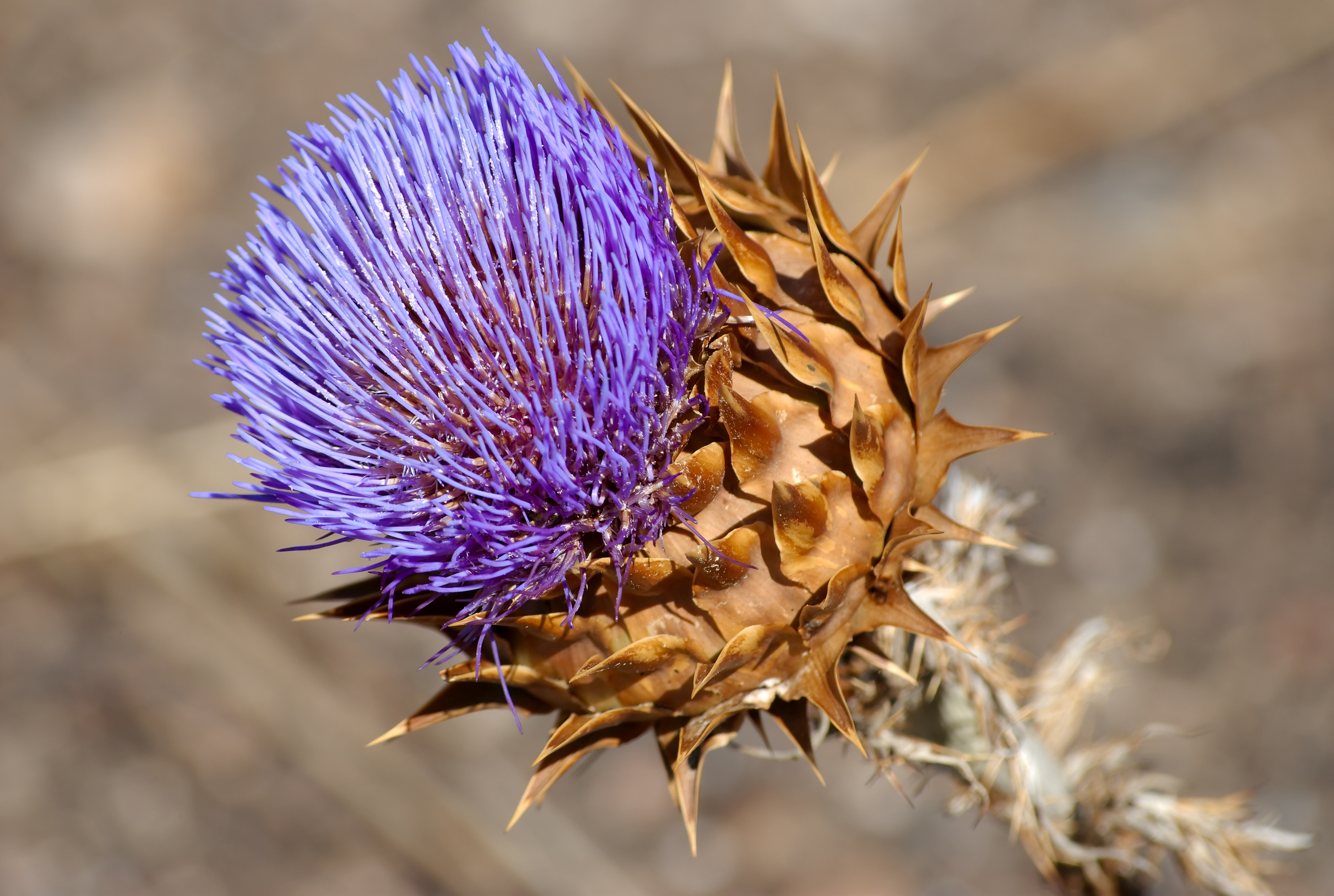 Artichoke flower identification view