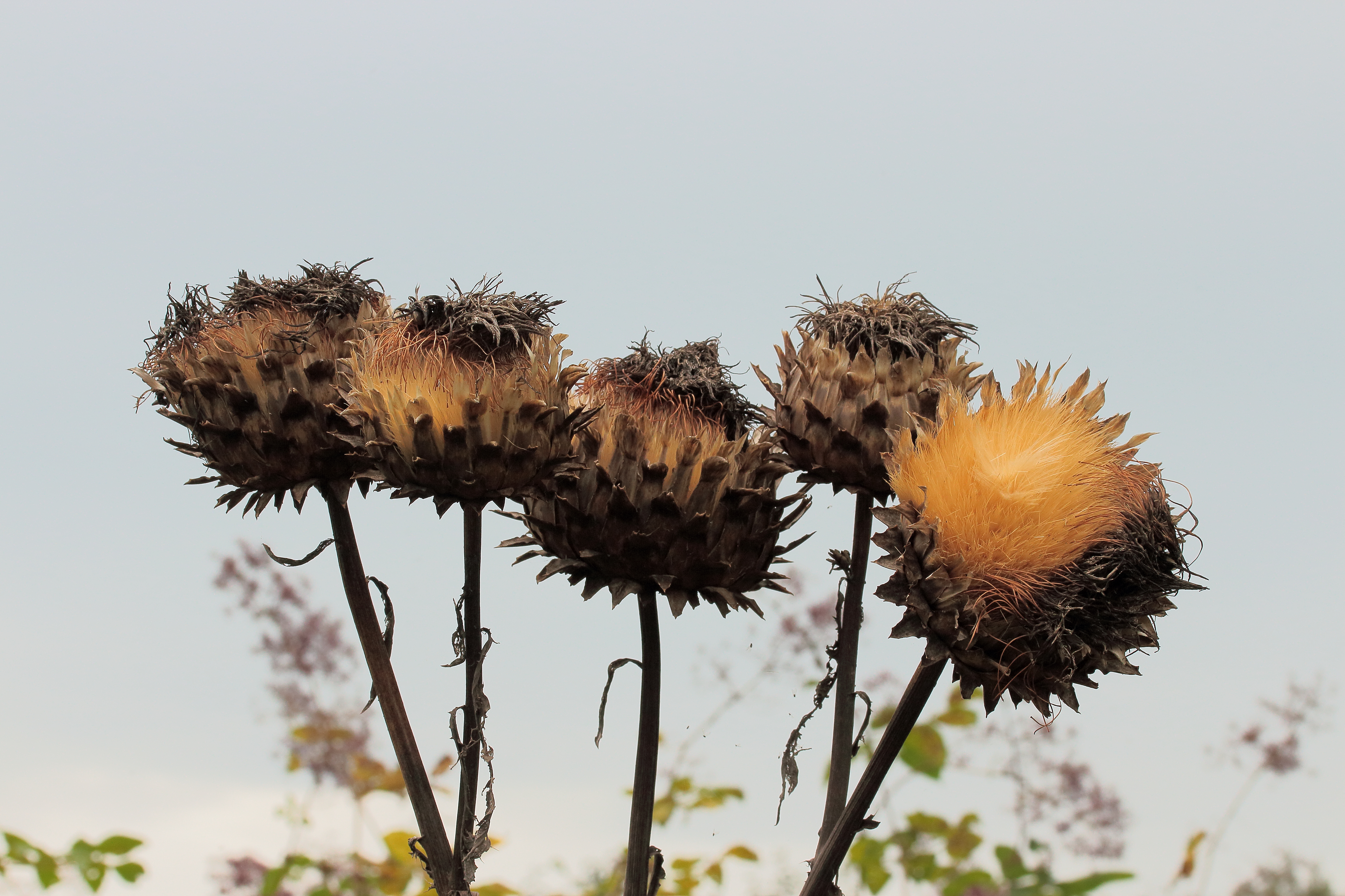 Artichoke fruit identification view