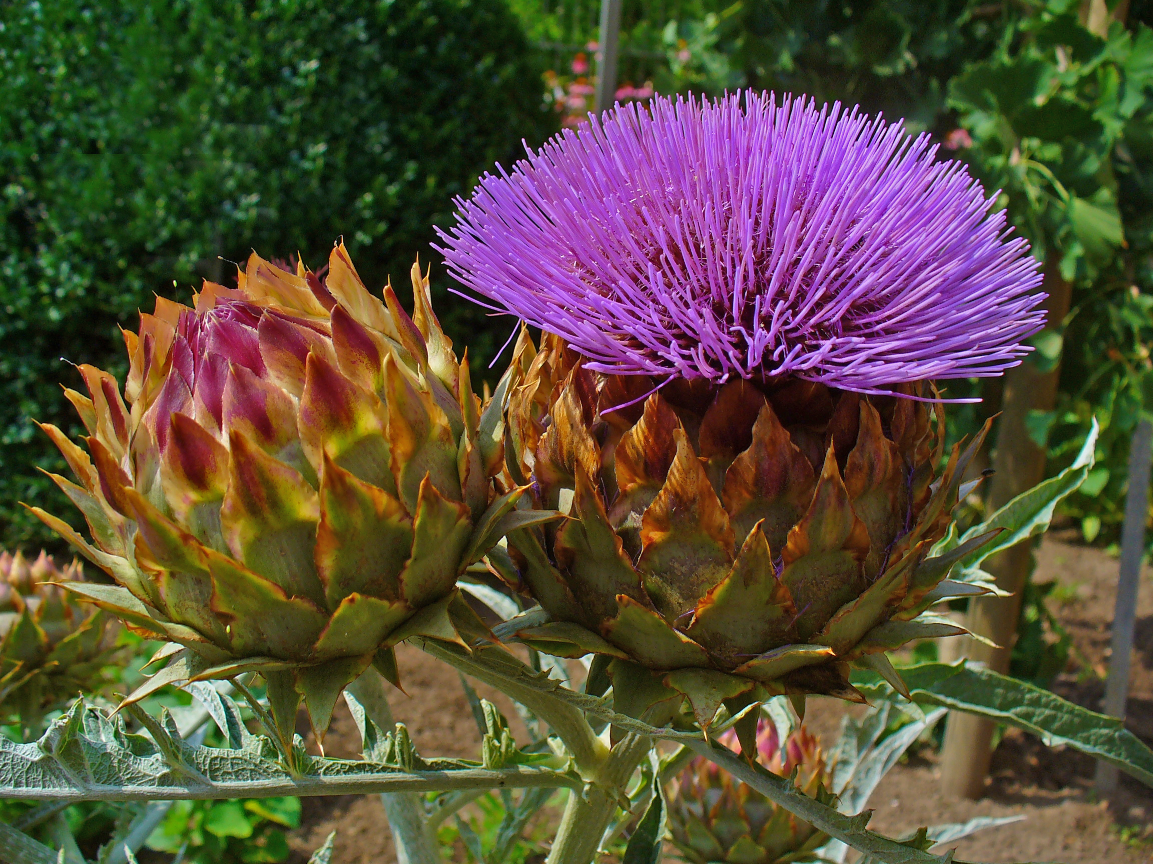 Artichoke leaf identification view