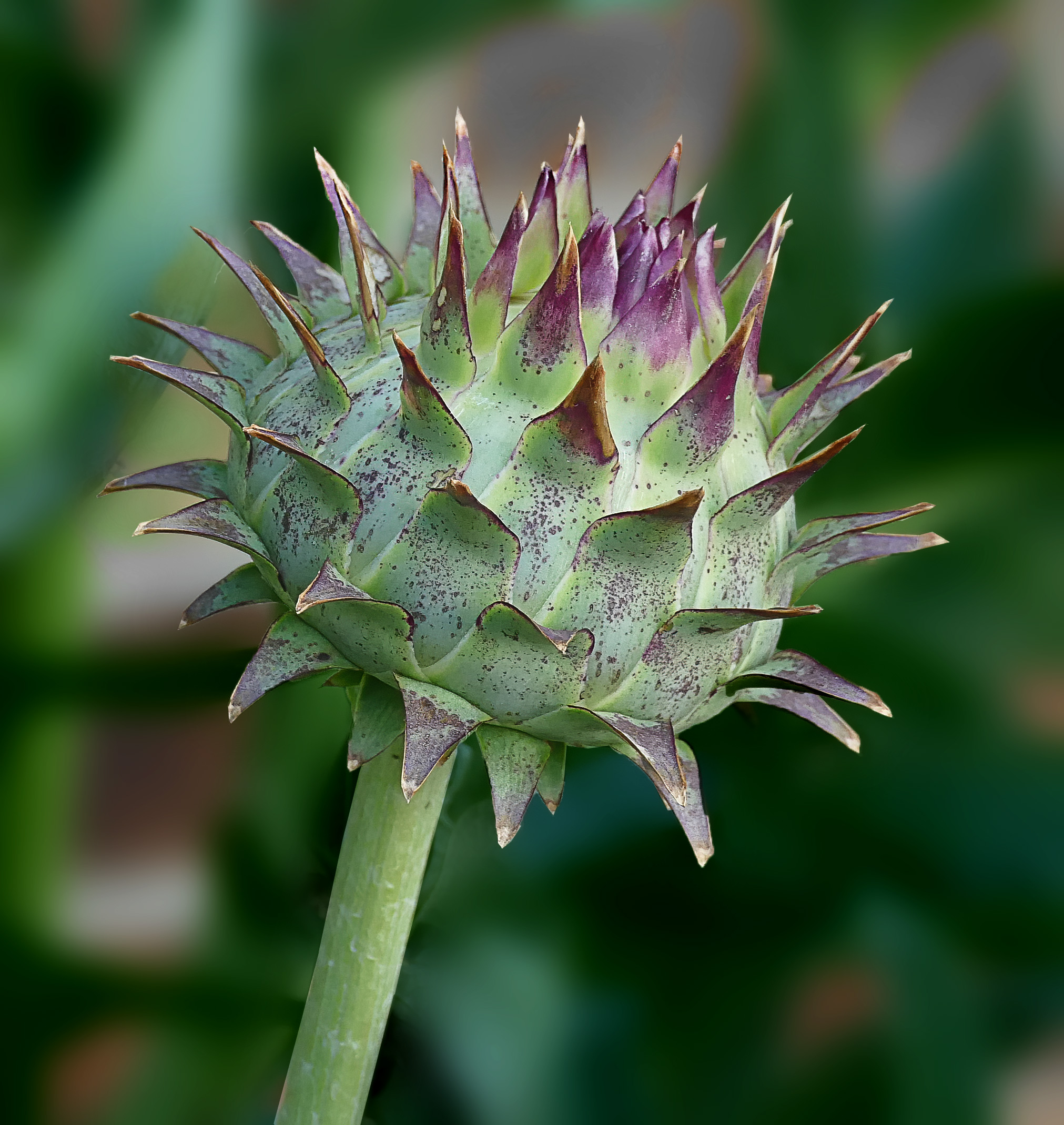 Artichoke plant identification view