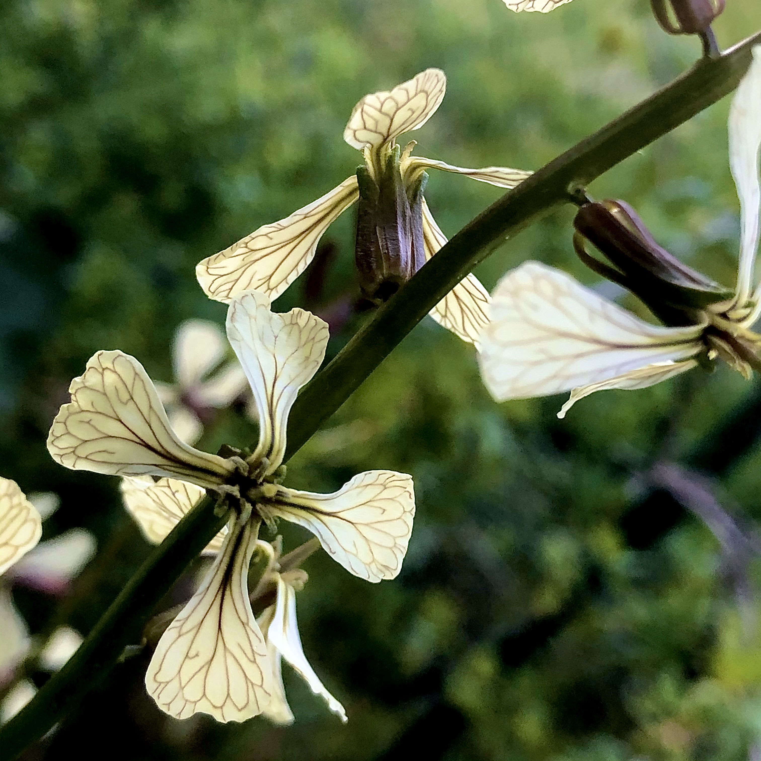 Arugula flower identification view