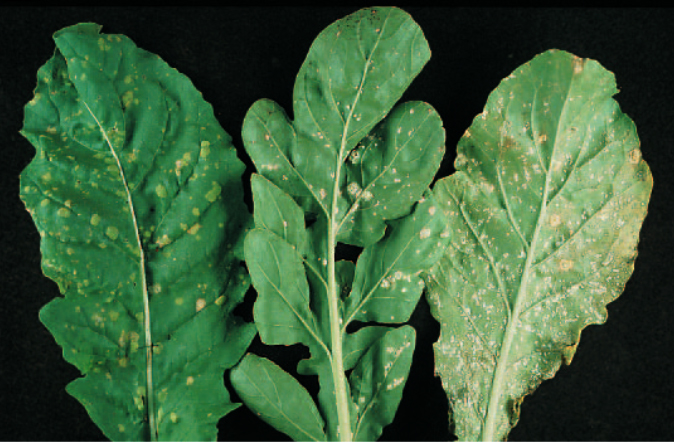 Arugula leaf identification view