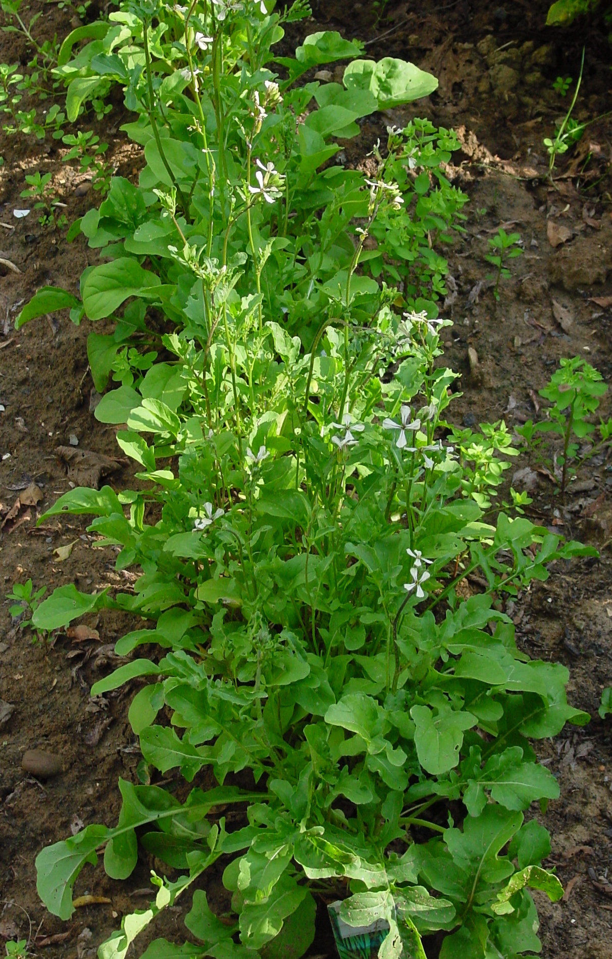 Arugula plant identification view