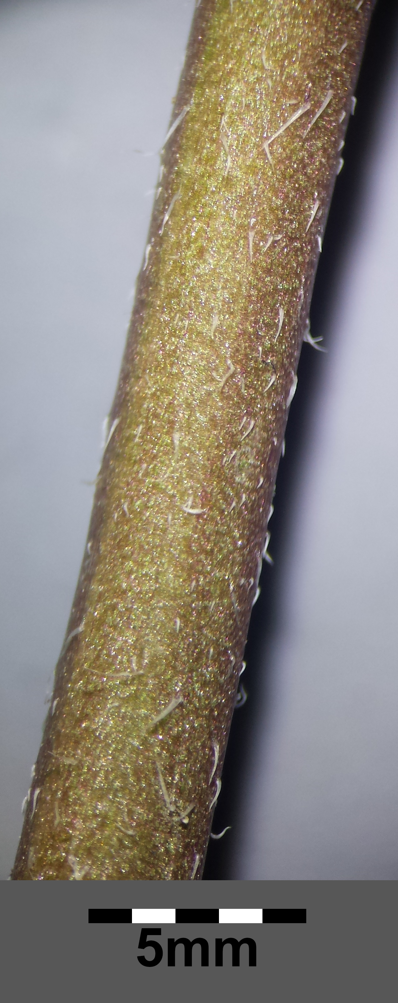 Arugula stem identification view