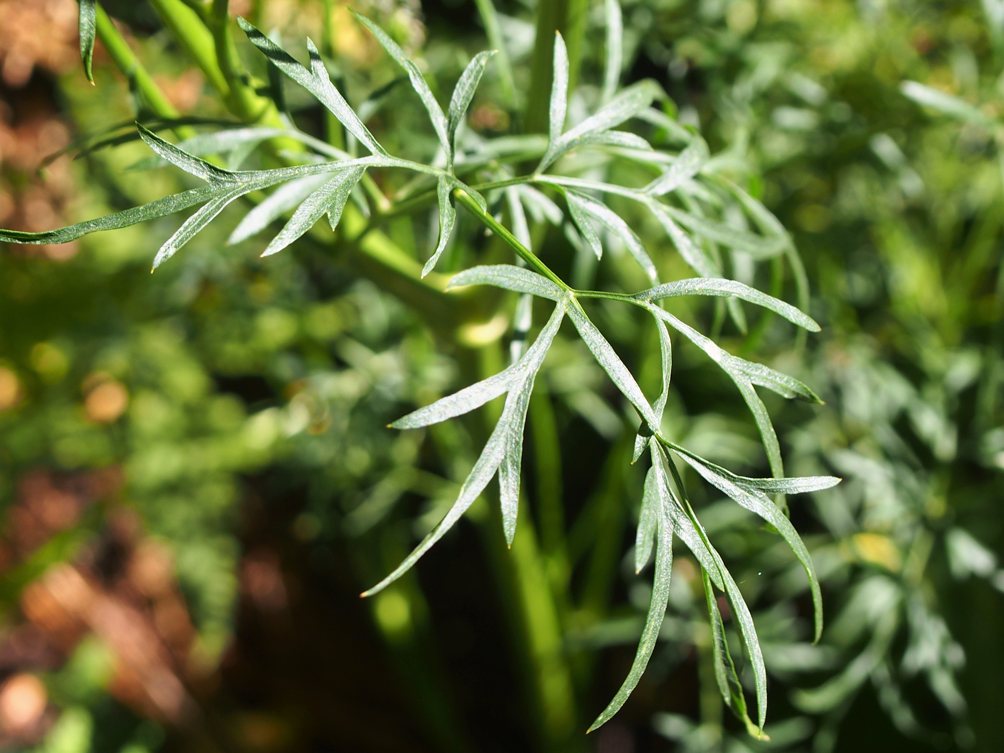 Asafoetida leaf identification view