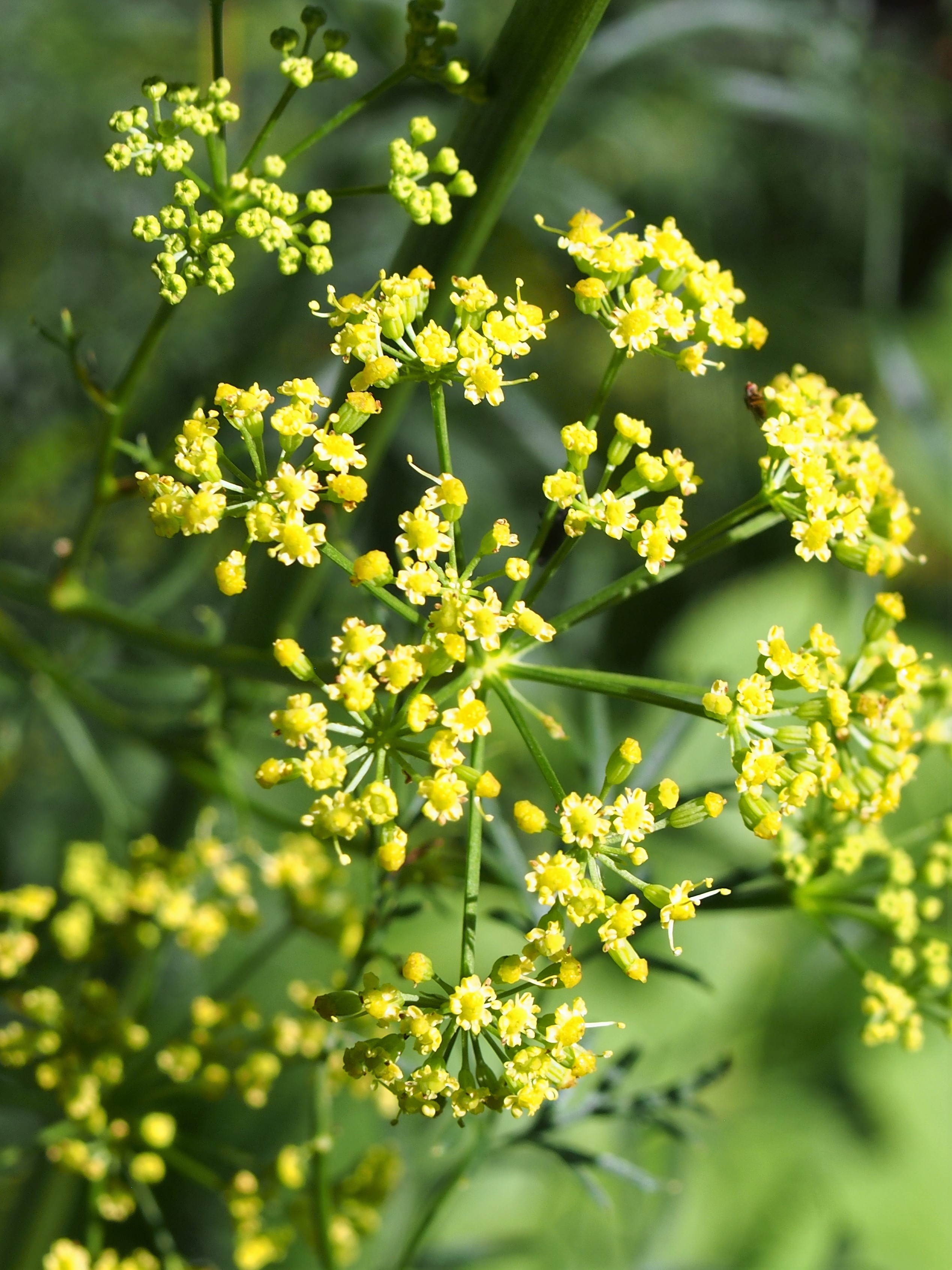 Asafoetida plant identification view