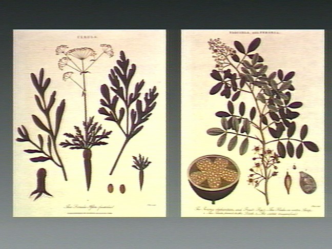 Asafoetida stem identification view