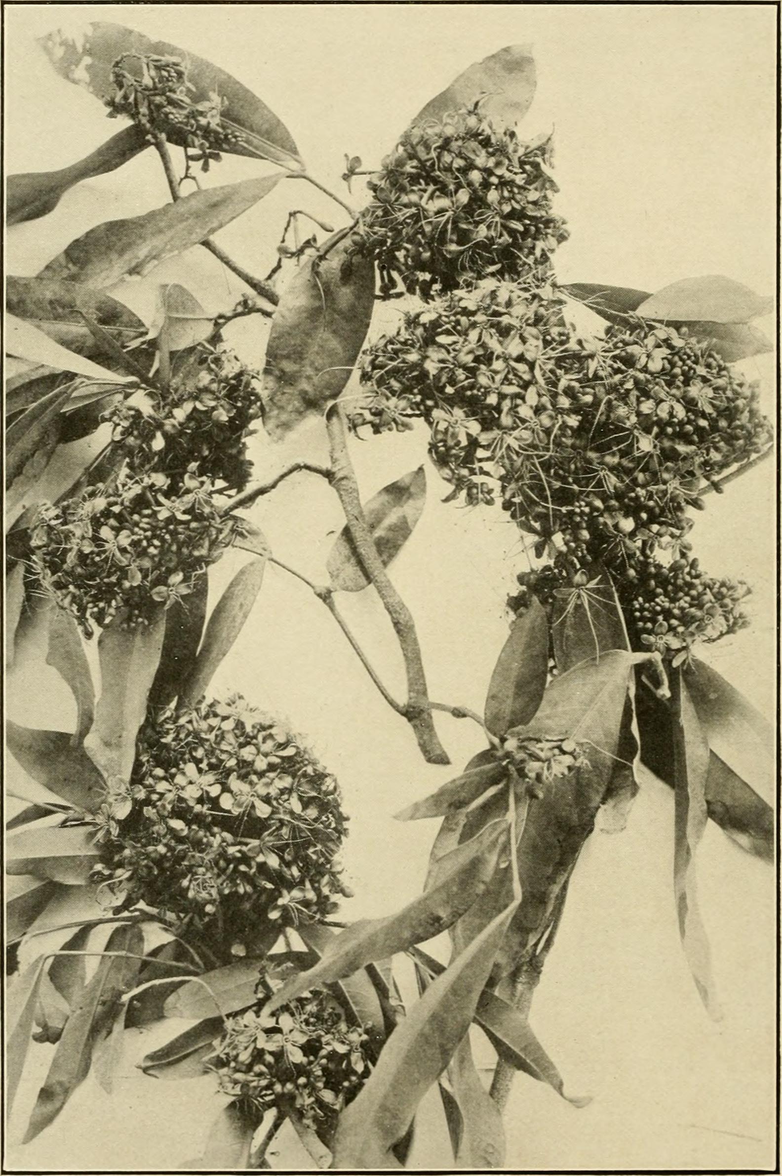 Ashoka tree fruit identification view