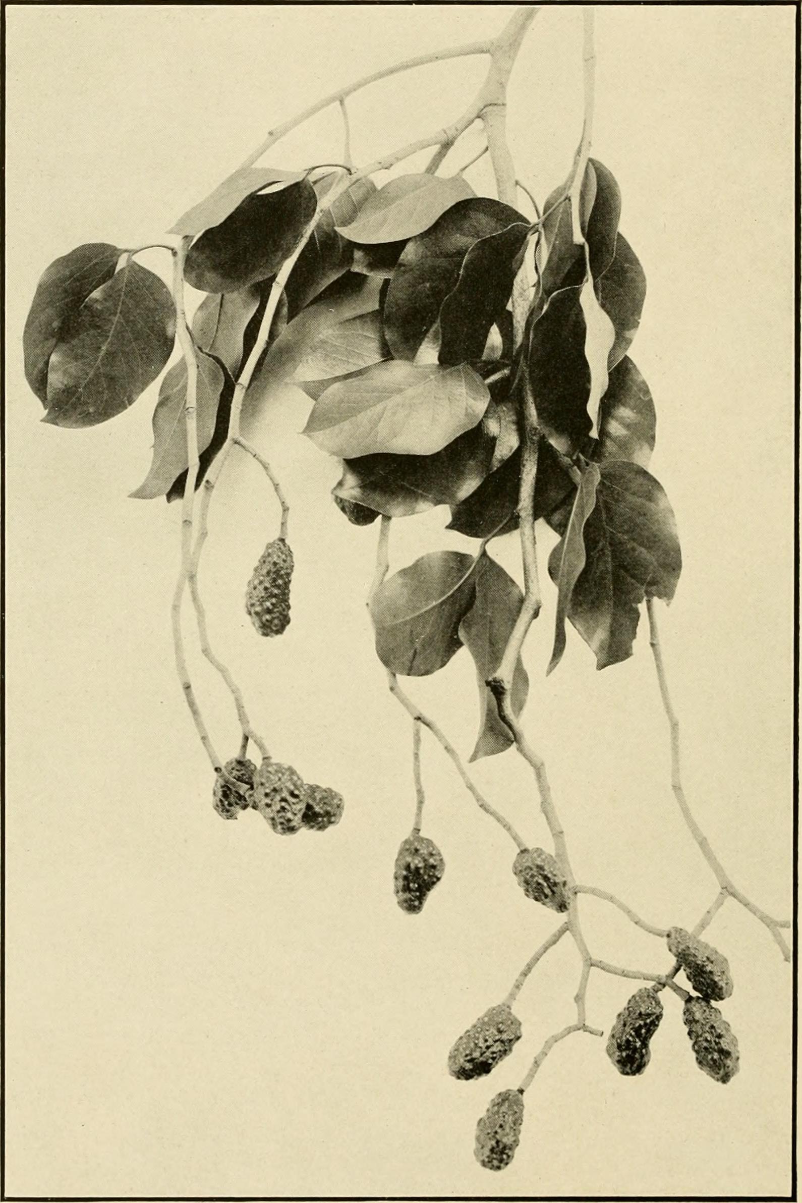 Ashoka tree leaf identification view