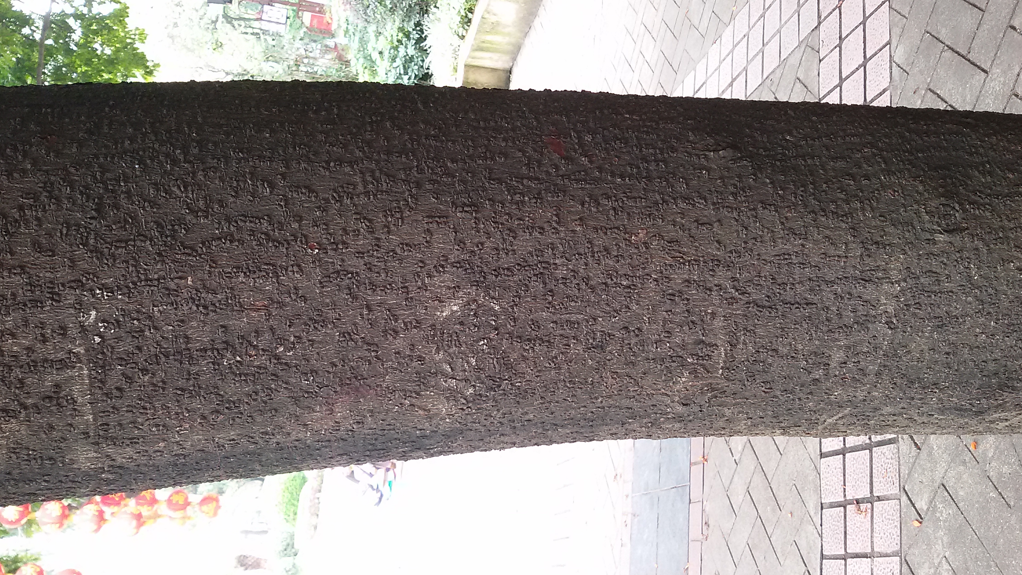 Ashoka tree stem identification view