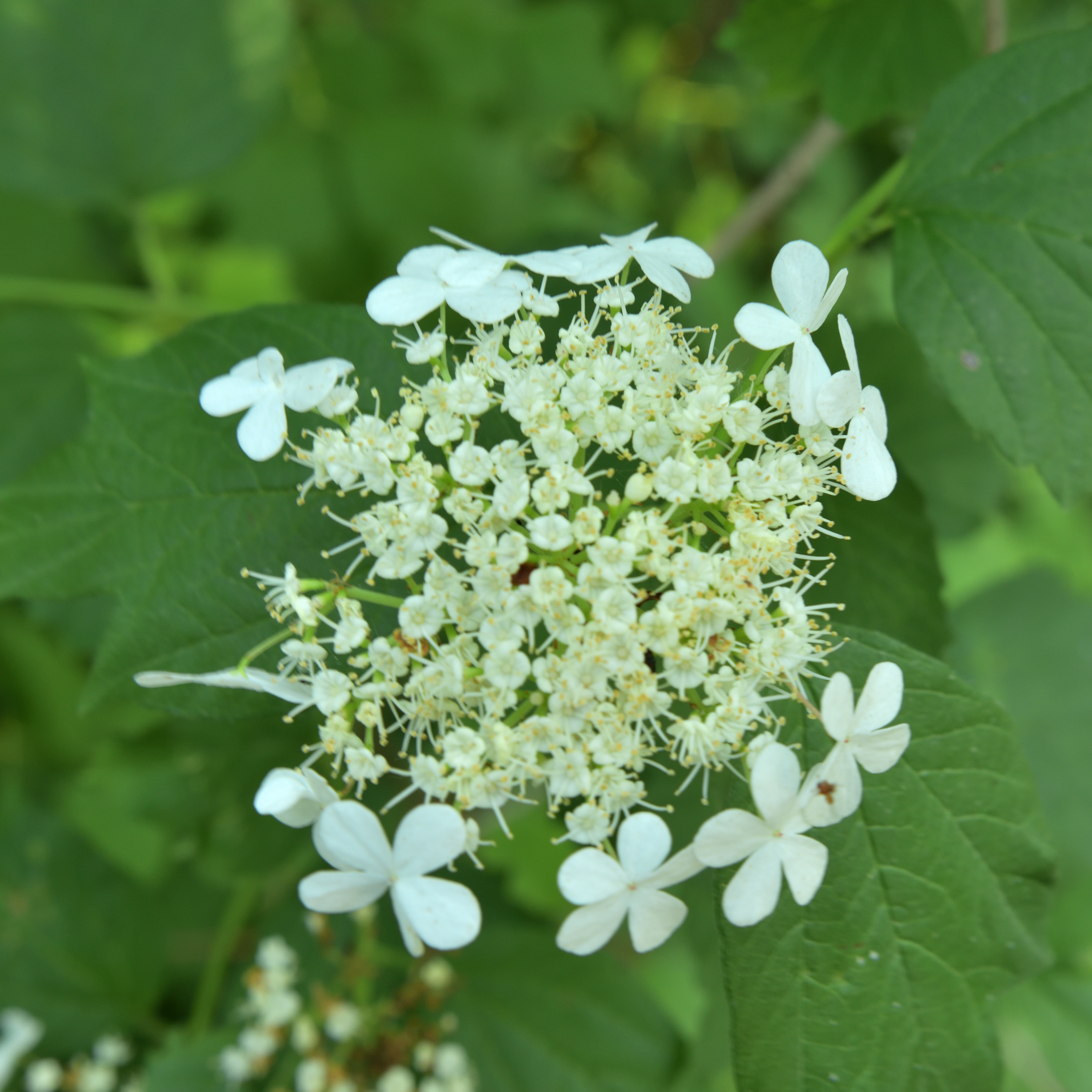 ashy flower identification view