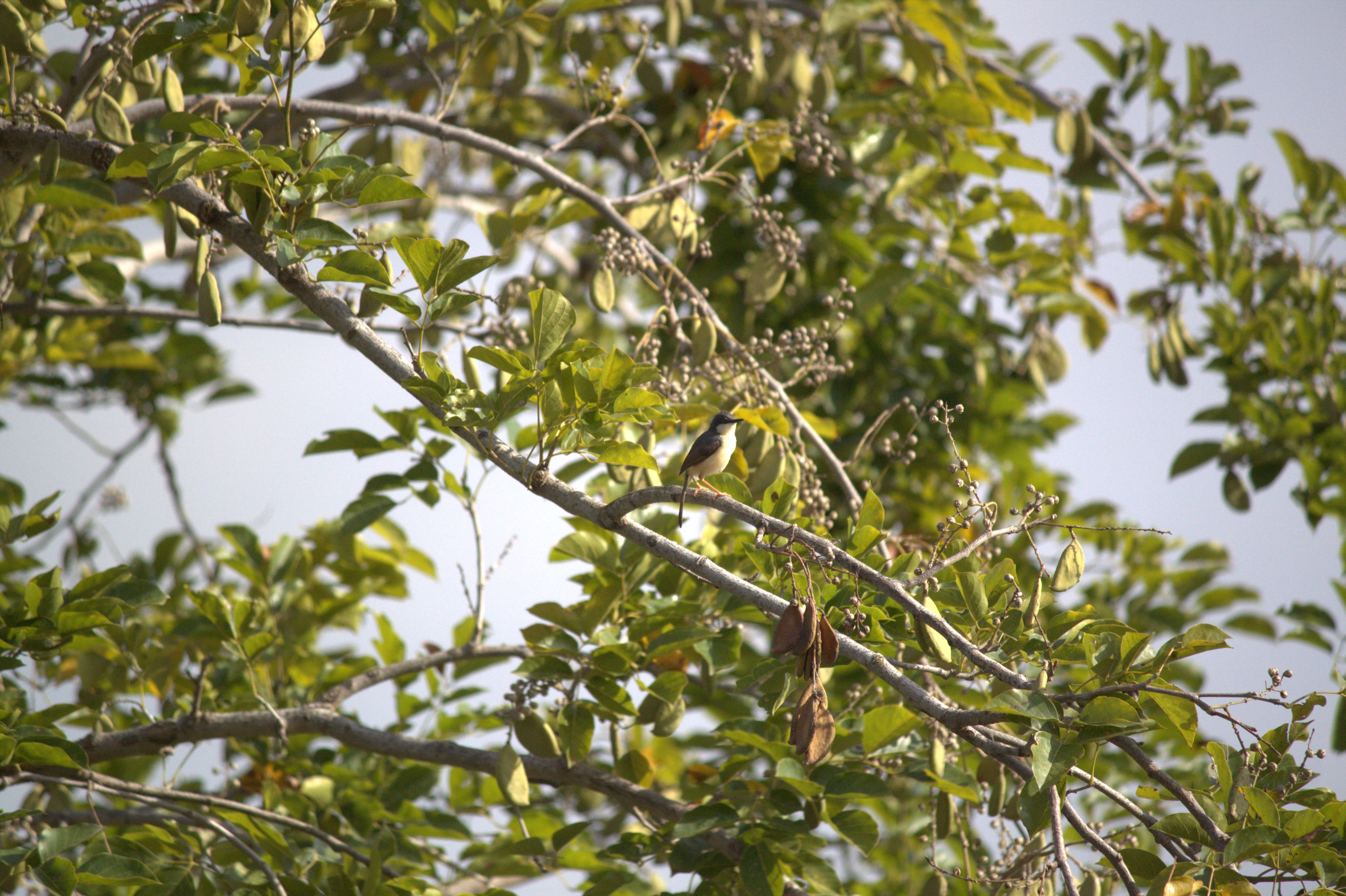 ashy fruit identification view