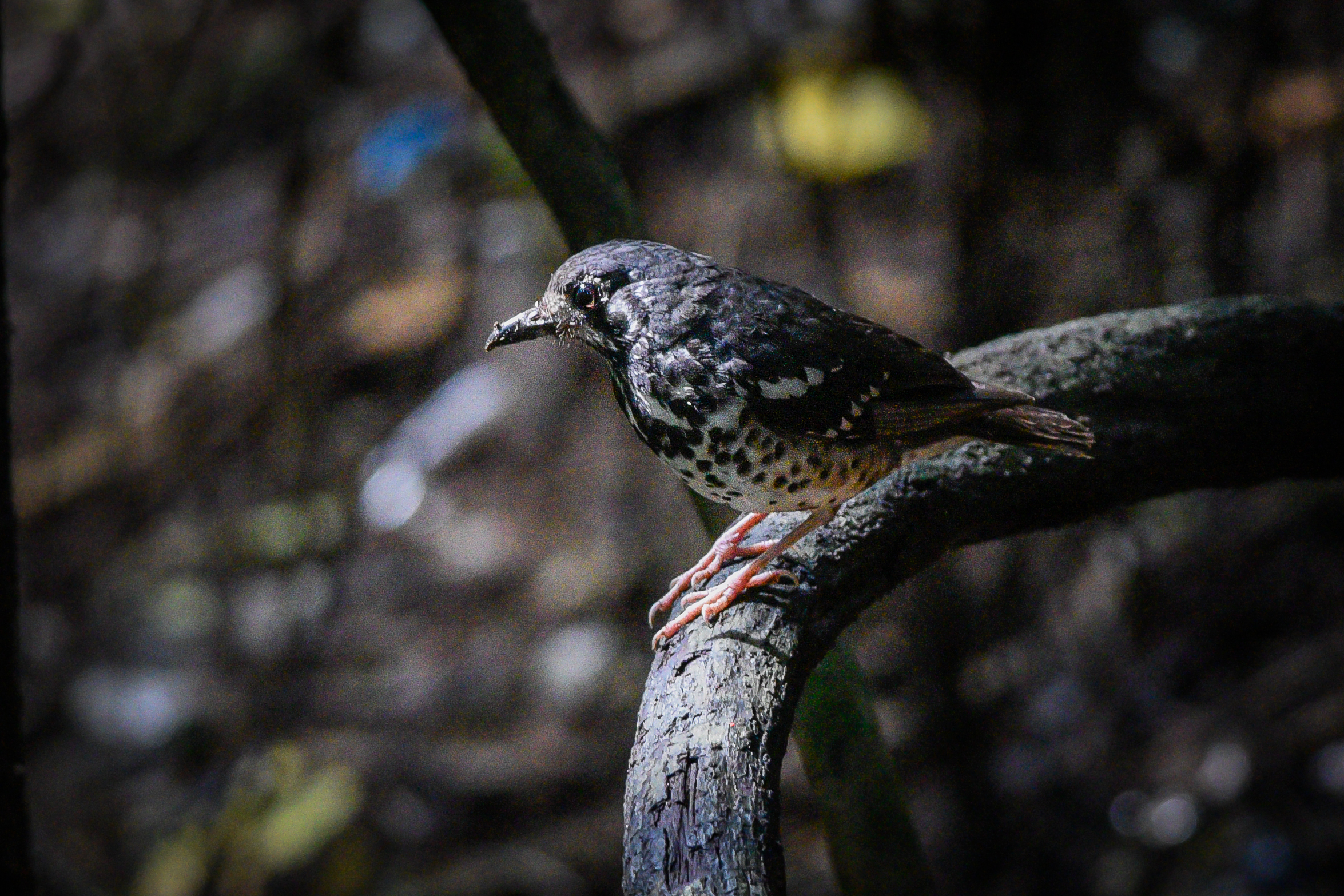 ashy leaf identification view