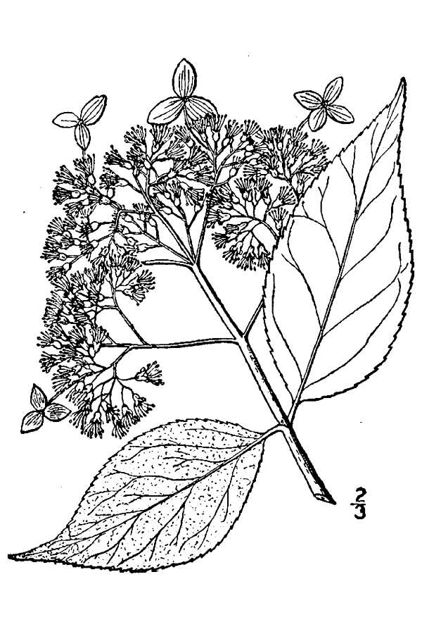 ashy plant identification view