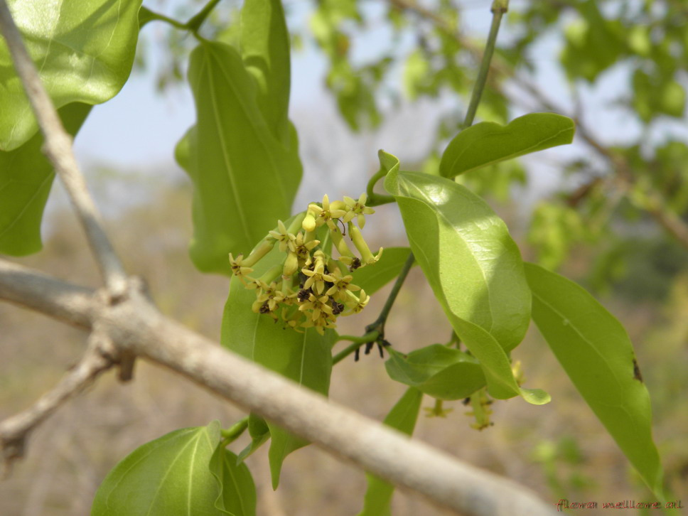 ashy stem identification view