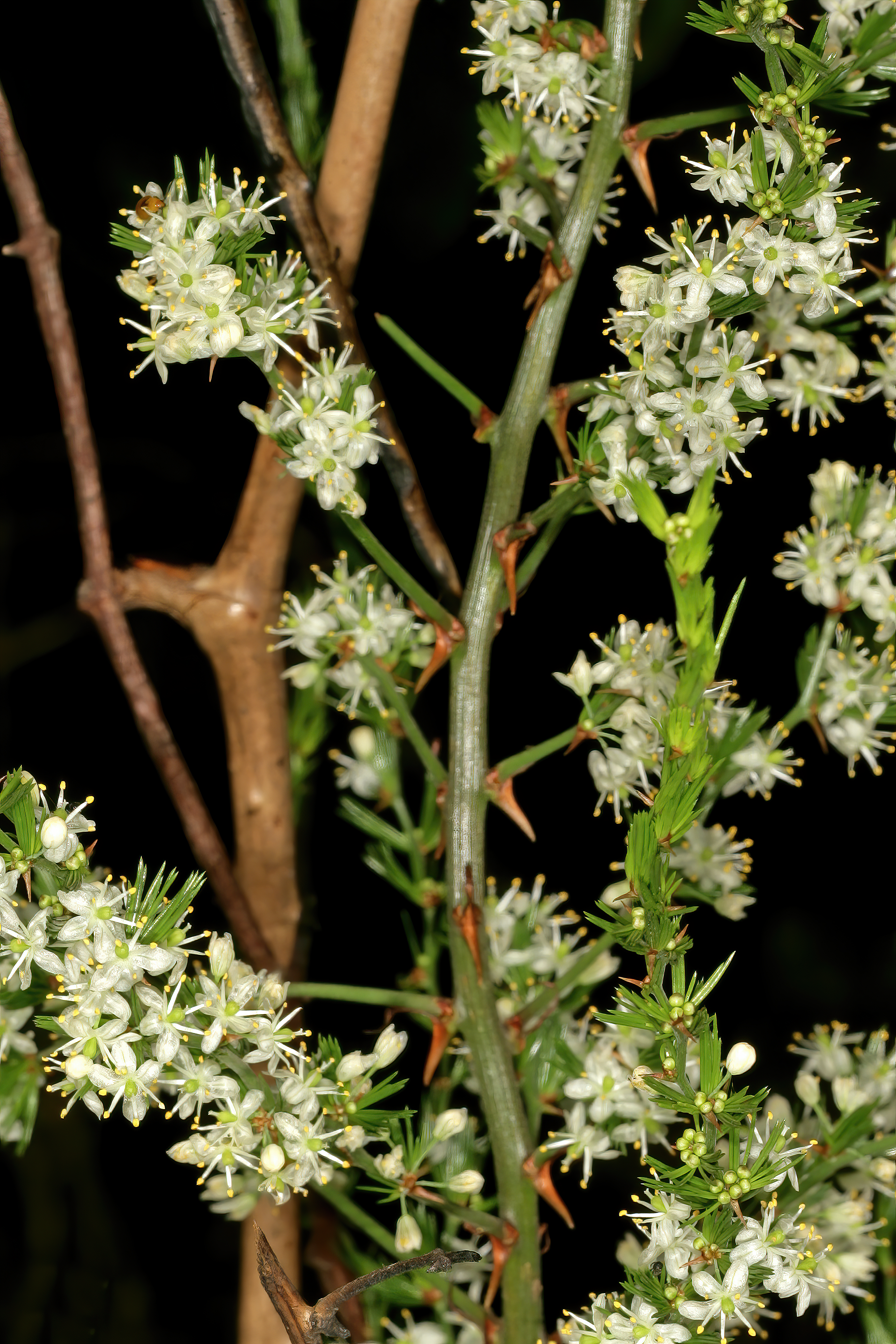 Asparagus africanus stem identification view
