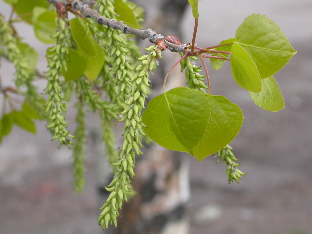 Aspen flower identification view