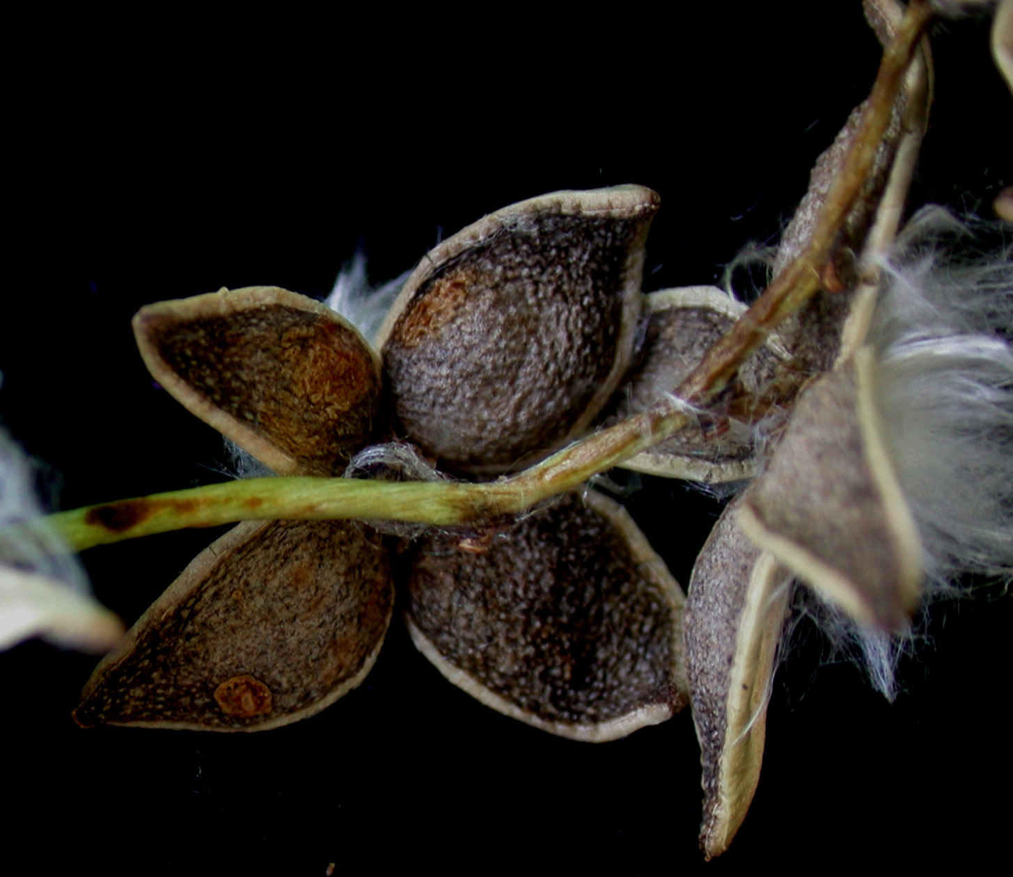 Aspen fruit identification view