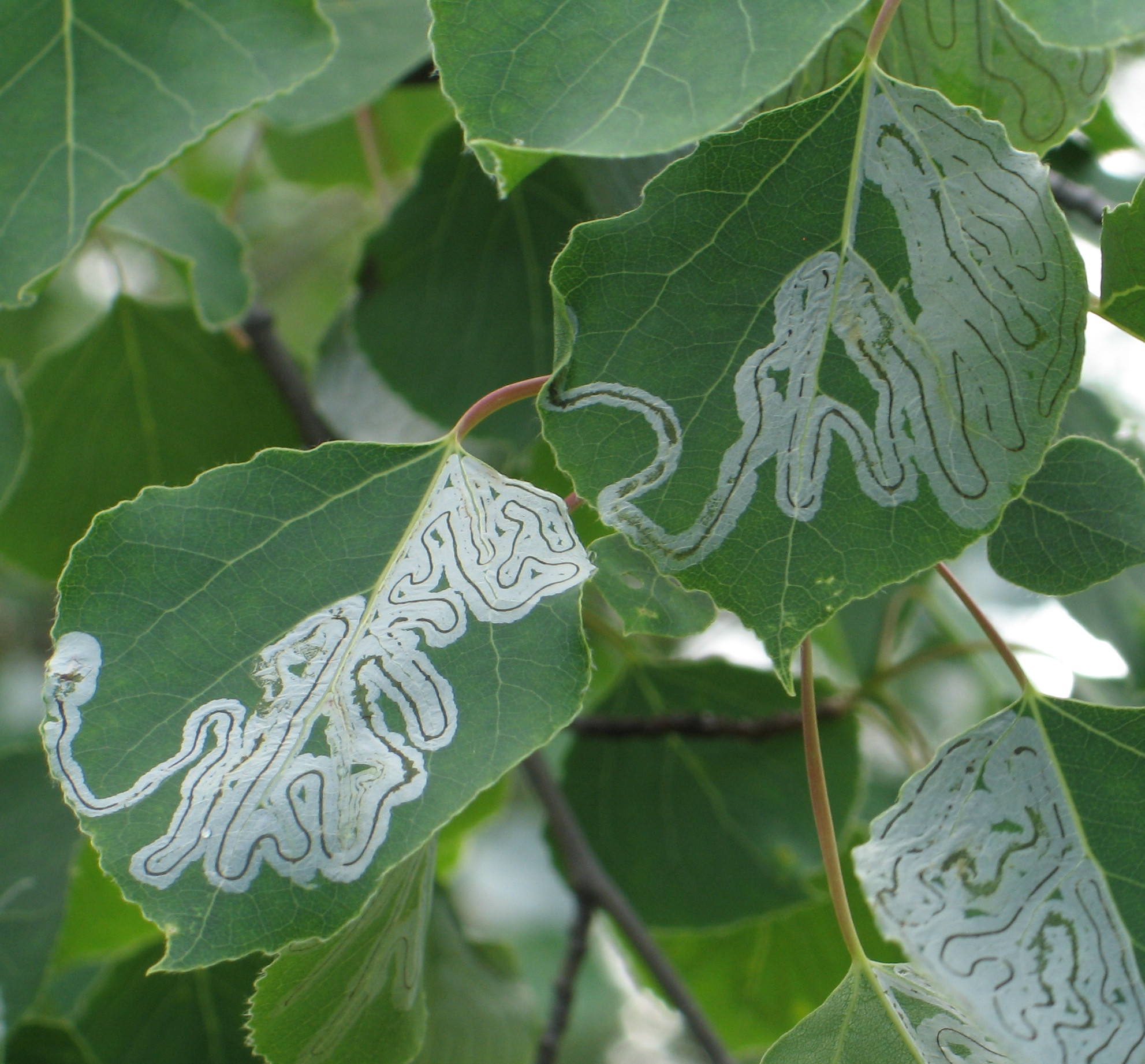 Aspen leaf identification view
